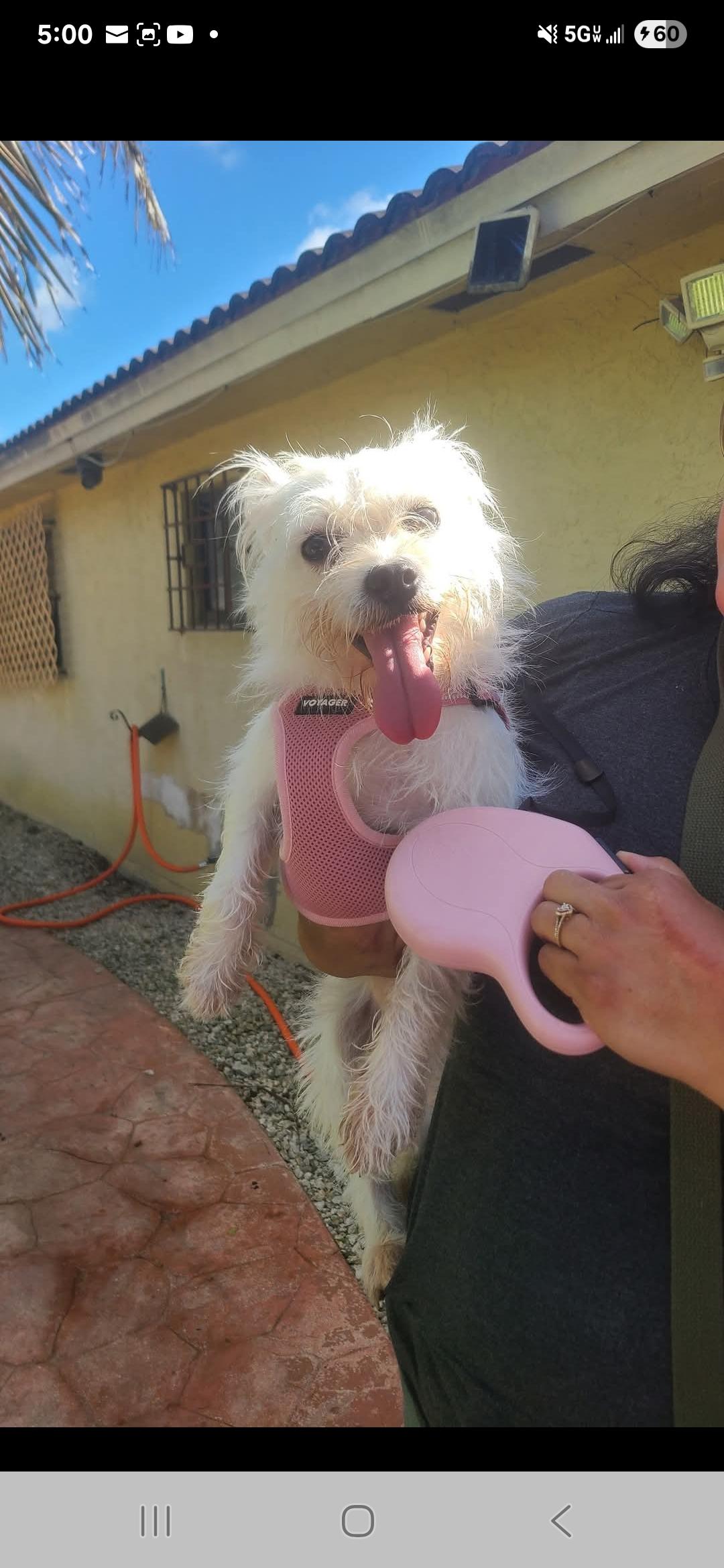 Coco, a Adoptable mixed breed in Miami, FL image 2/2