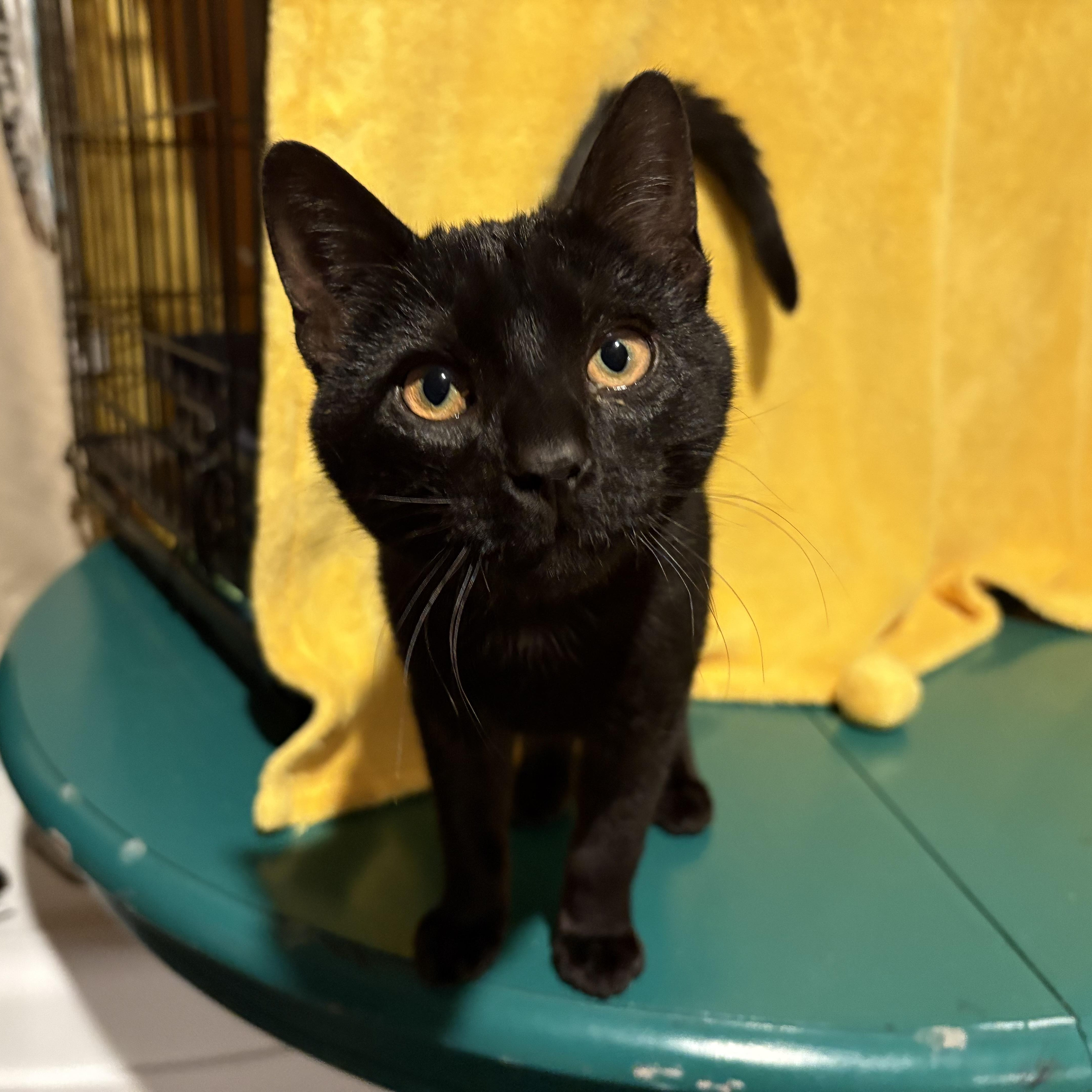 Enlarge Twinks, an adopted American Shorthair in Colcord, OK image 2/6