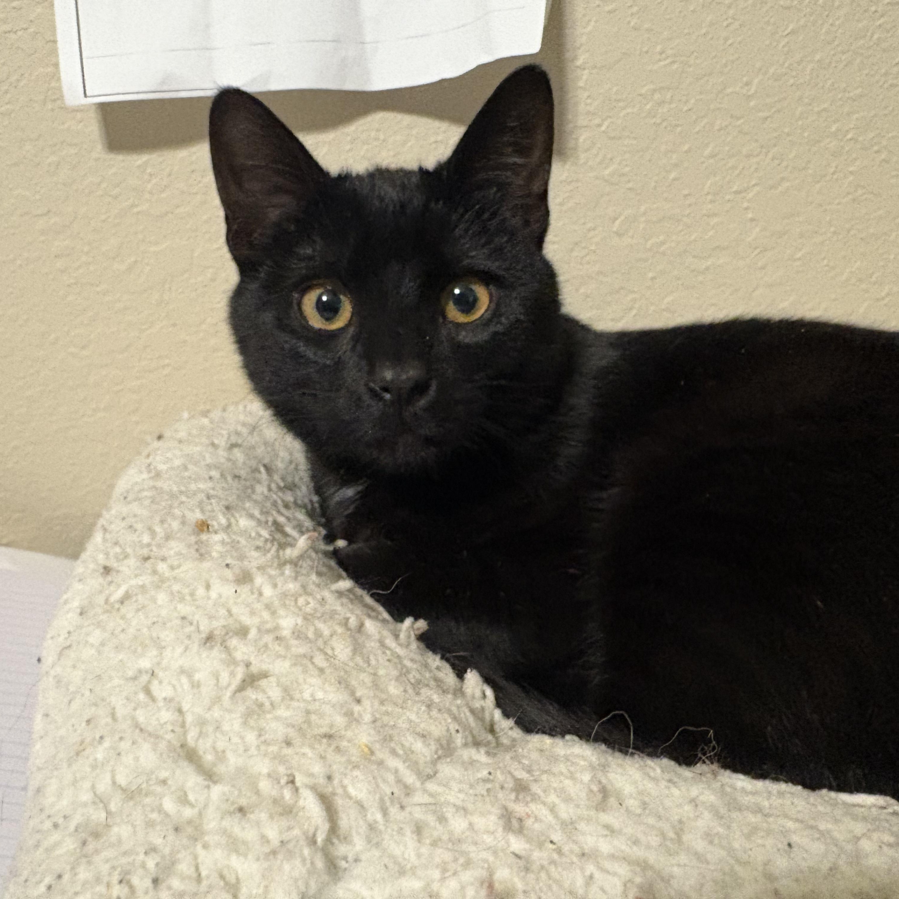 Enlarge Twinks, an adopted American Shorthair in Colcord, OK image 1/6