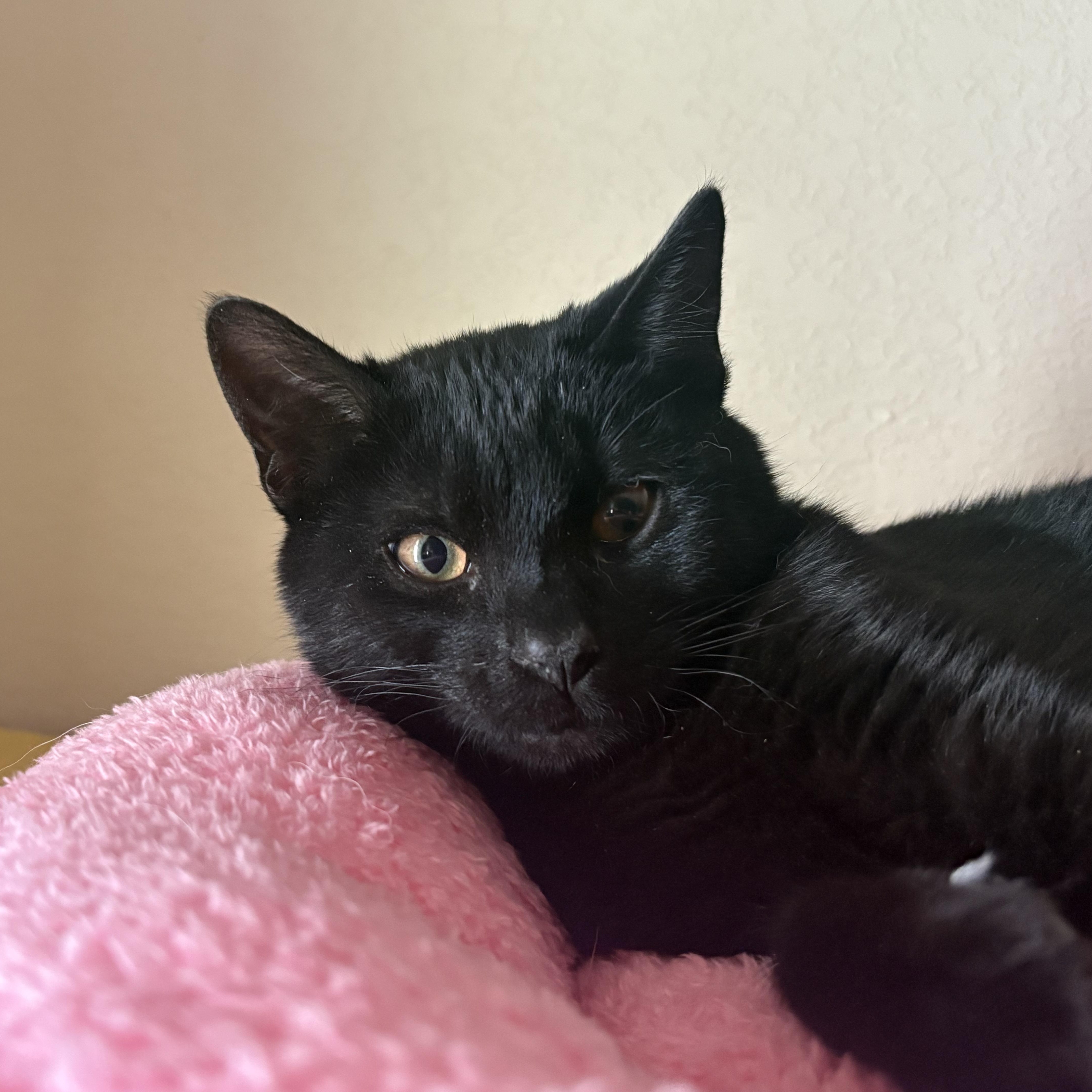 Enlarge Twinks, an adopted American Shorthair in Colcord, OK image 3/6