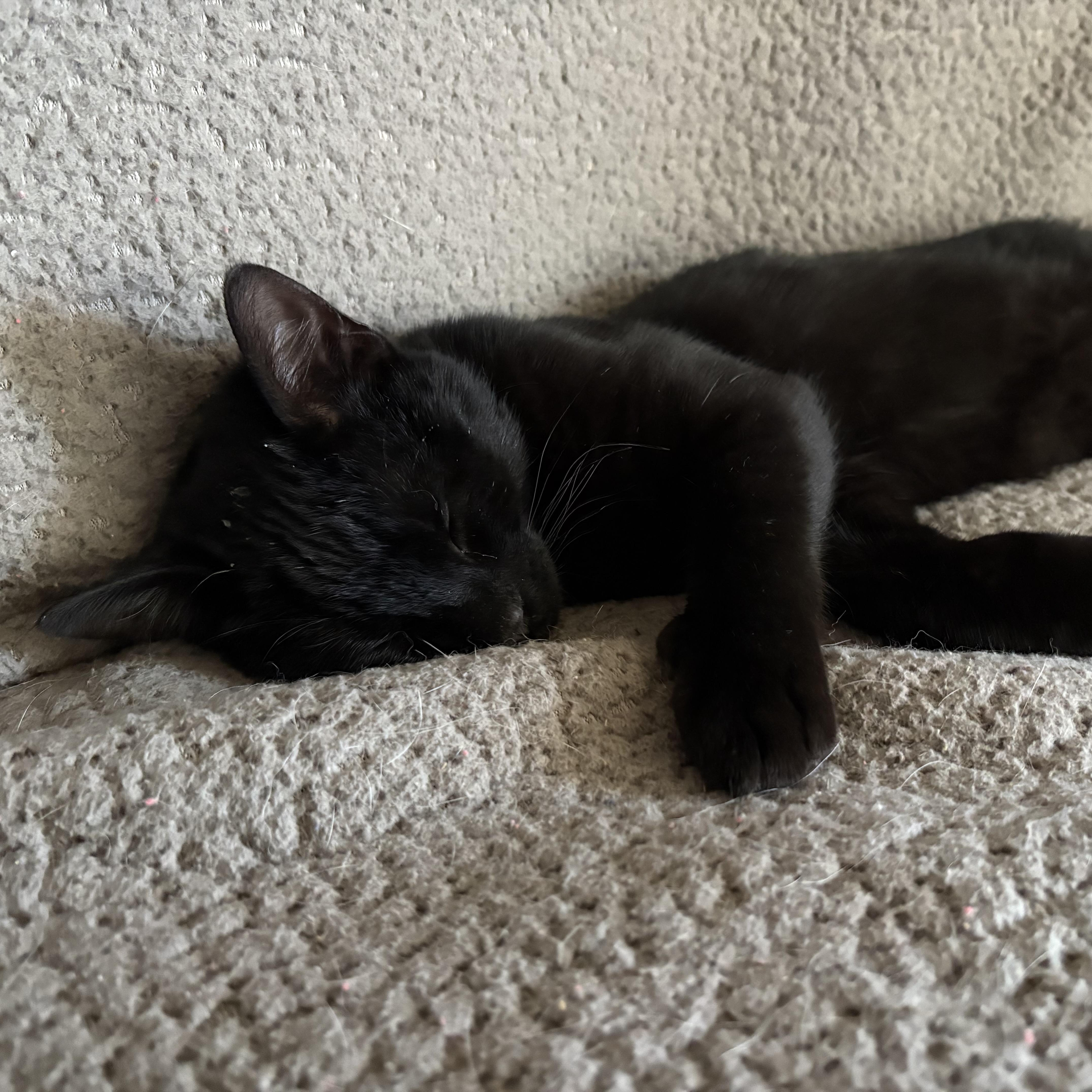 Enlarge Twinks, an adopted American Shorthair in Colcord, OK image 5/6