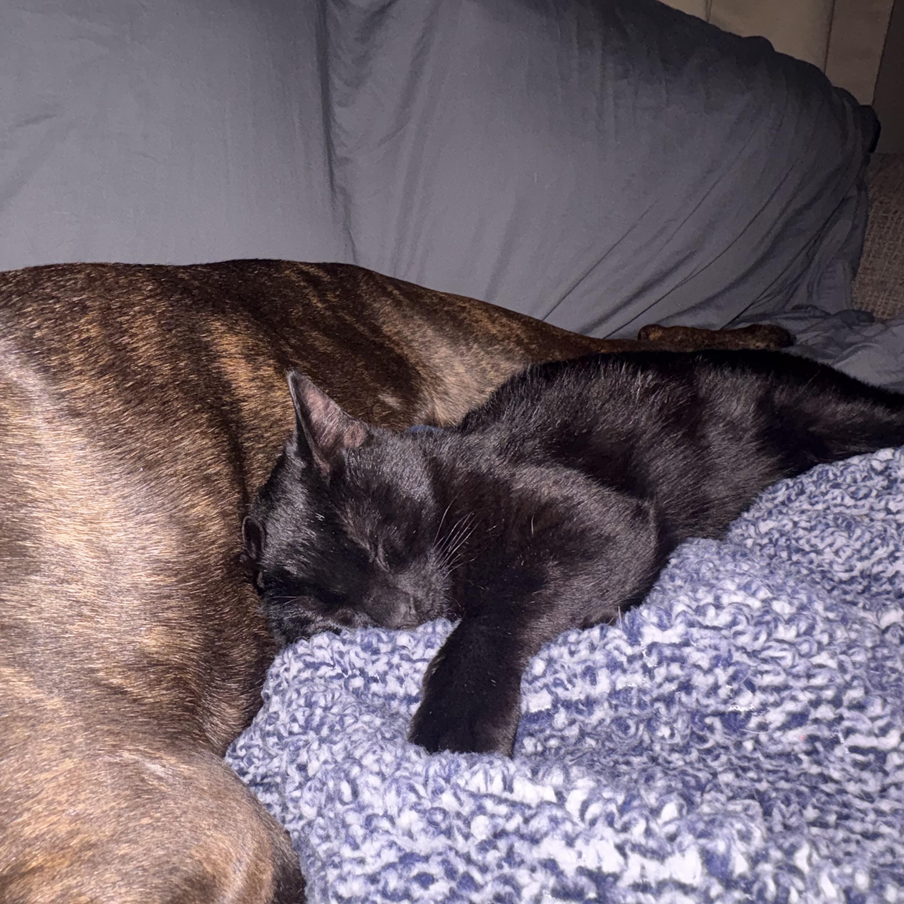 Enlarge Twinks, an adopted American Shorthair in Colcord, OK image 4/6