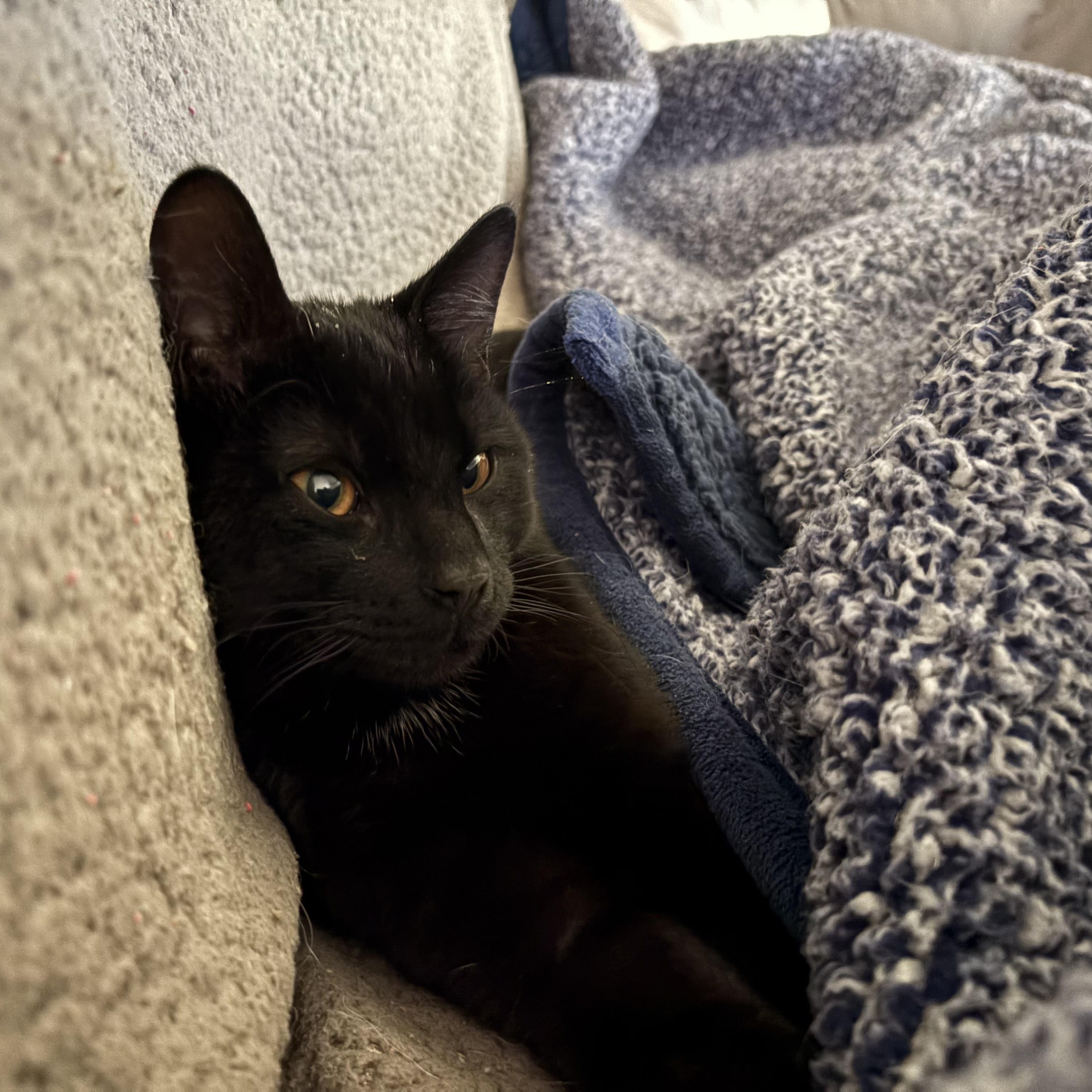 Enlarge Twinks, an adopted American Shorthair in Colcord, OK image 6/6