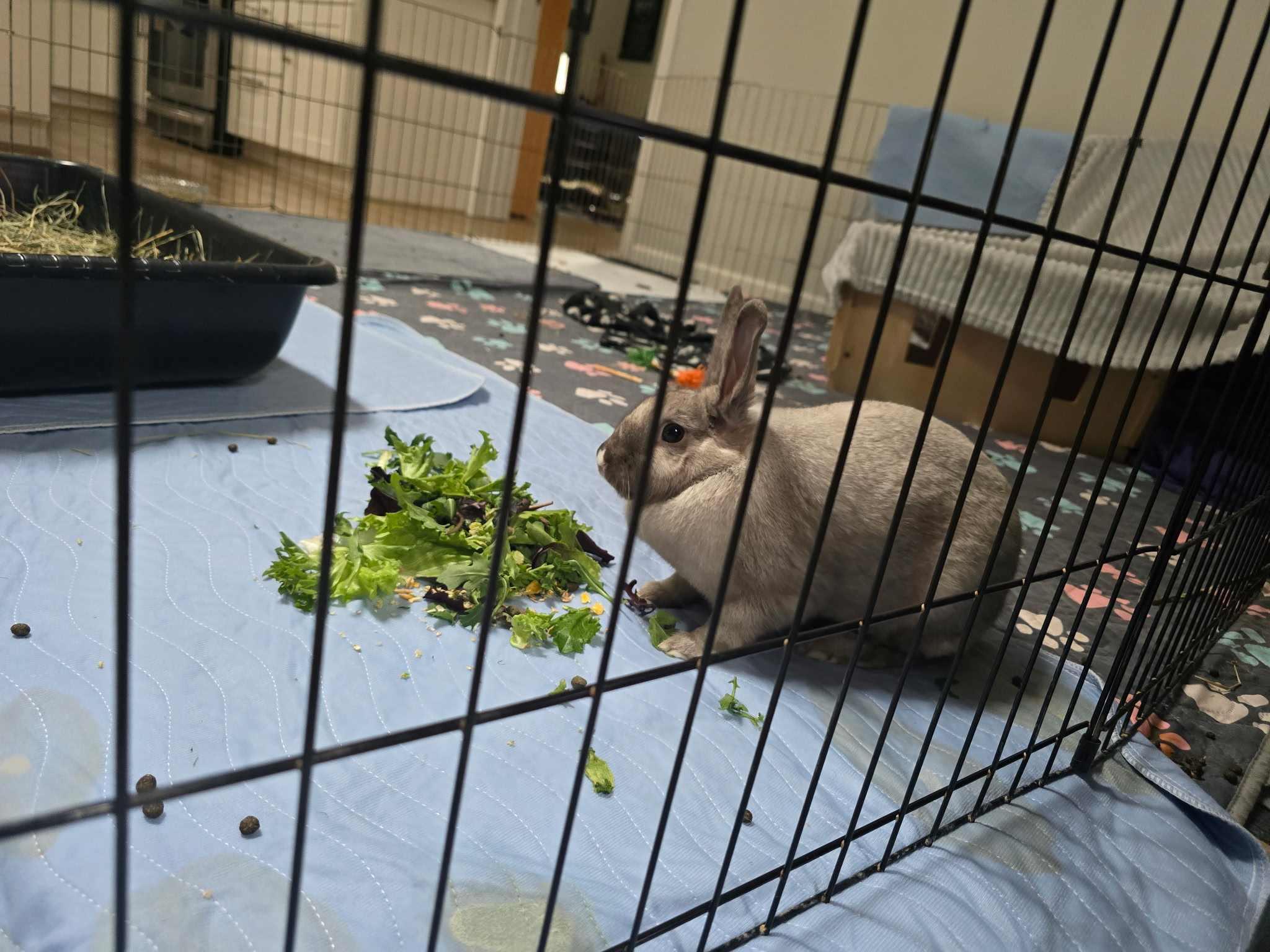 Oatmeal, ADOPTABLE, Adult Female American.