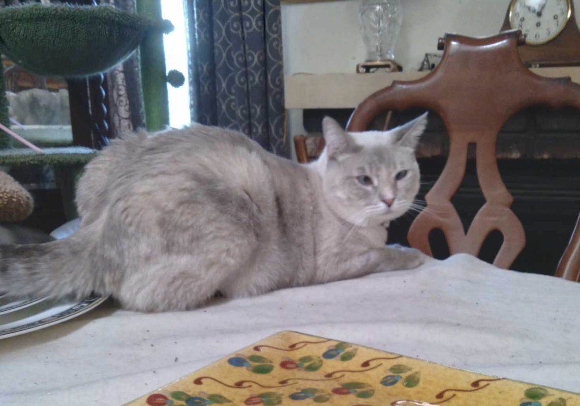 Biscuit