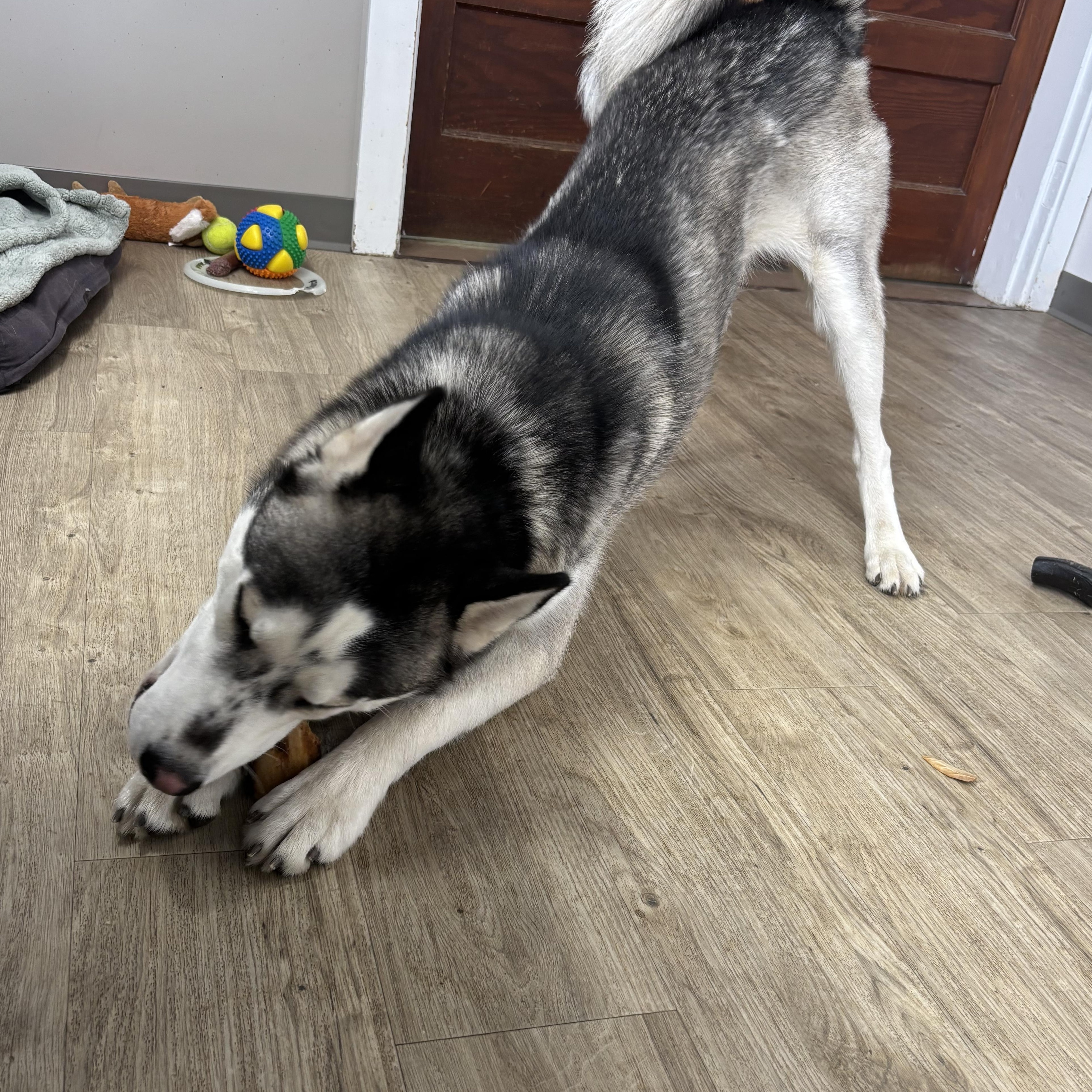 Baloo, a ADOPTABLE mixed breed in Jamestown, ND image 3/3