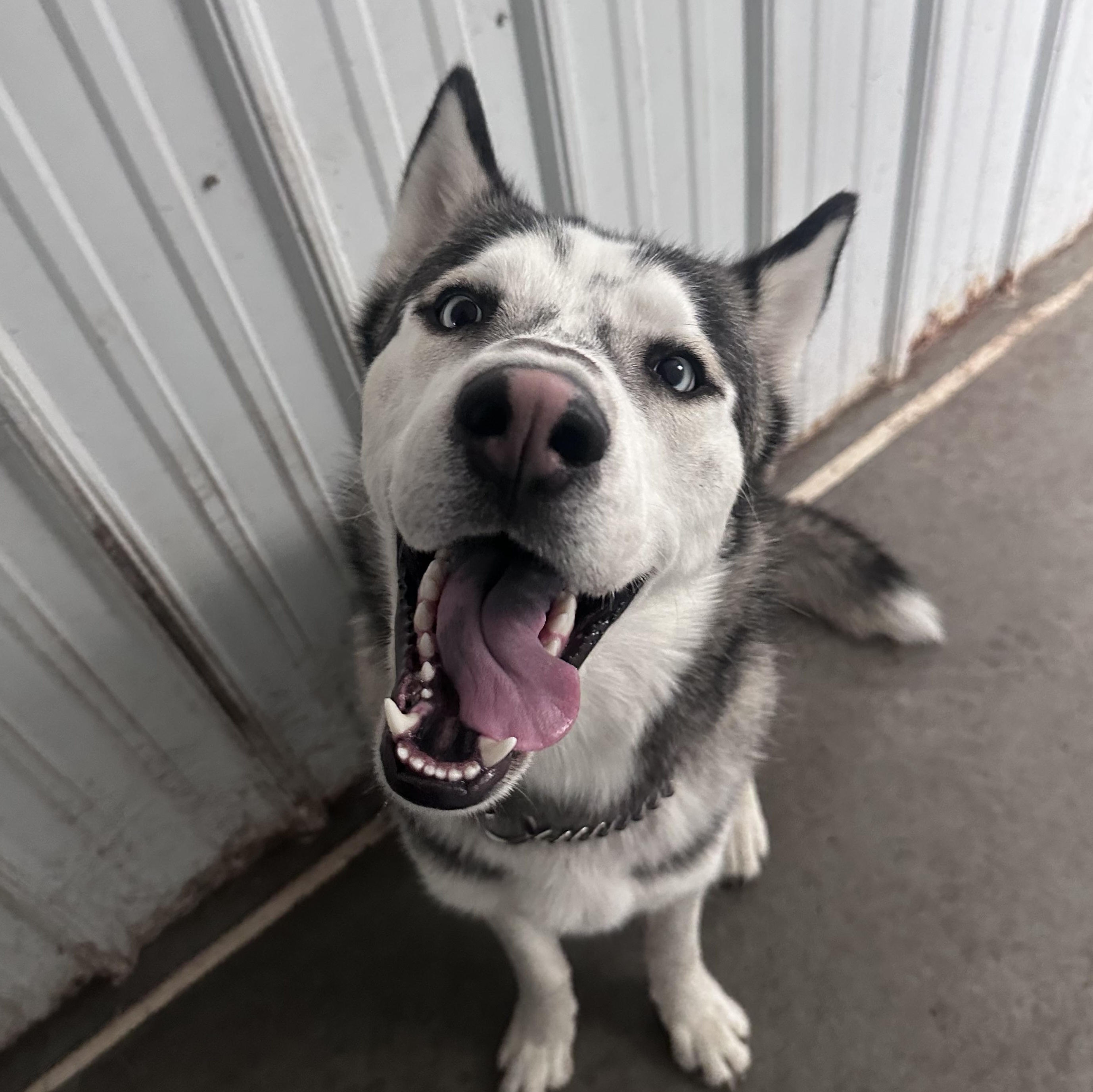 Baloo, a ADOPTABLE mixed breed in Jamestown, ND image 1/3