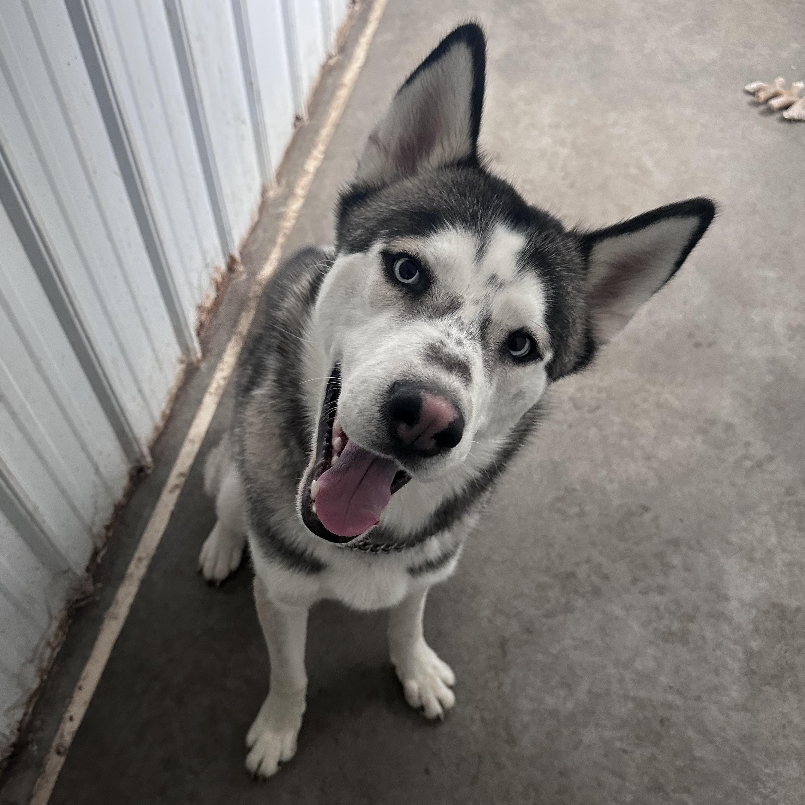 Baloo, a ADOPTABLE mixed breed in Jamestown, ND image 2/3