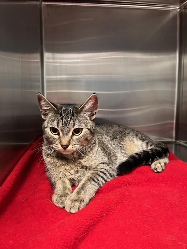 Enlarge Ambrosia, an adopted Domestic Short Hair in wetaskiwin, AB image 1/1