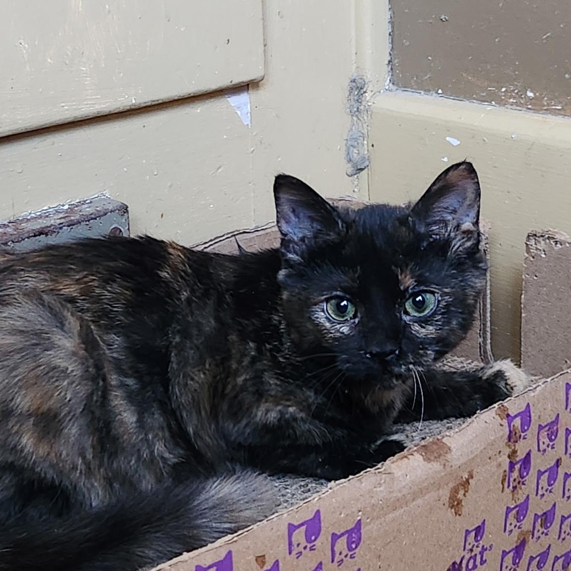 Lavender, an adoptable Tortoiseshell in Kirklin, IN image 3/5