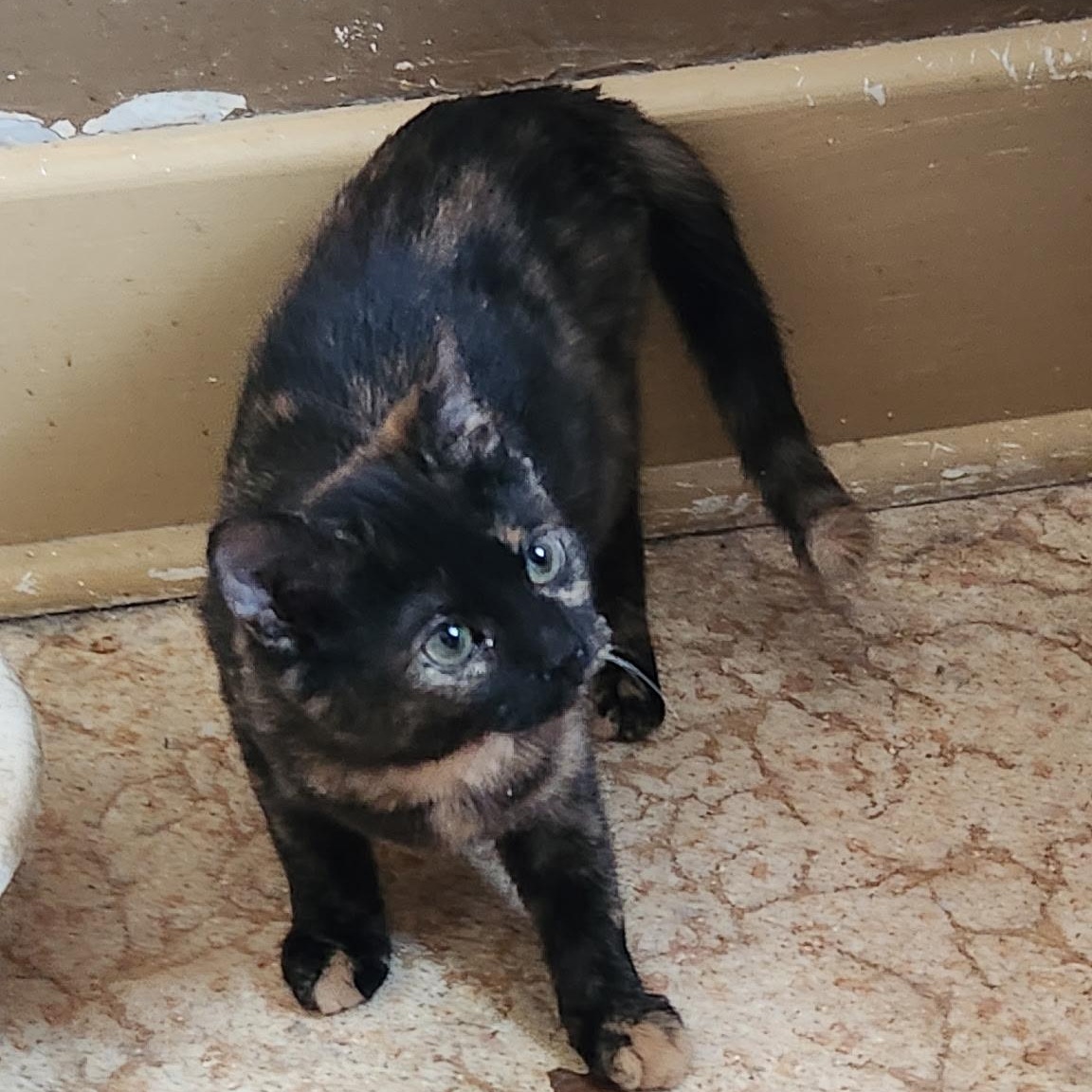 Lavender, an adoptable Tortoiseshell in Kirklin, IN image 2/5