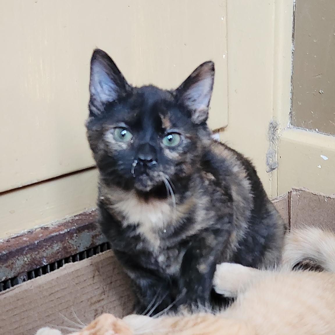 Lavender, an adoptable Tortoiseshell in Kirklin, IN image 1/5