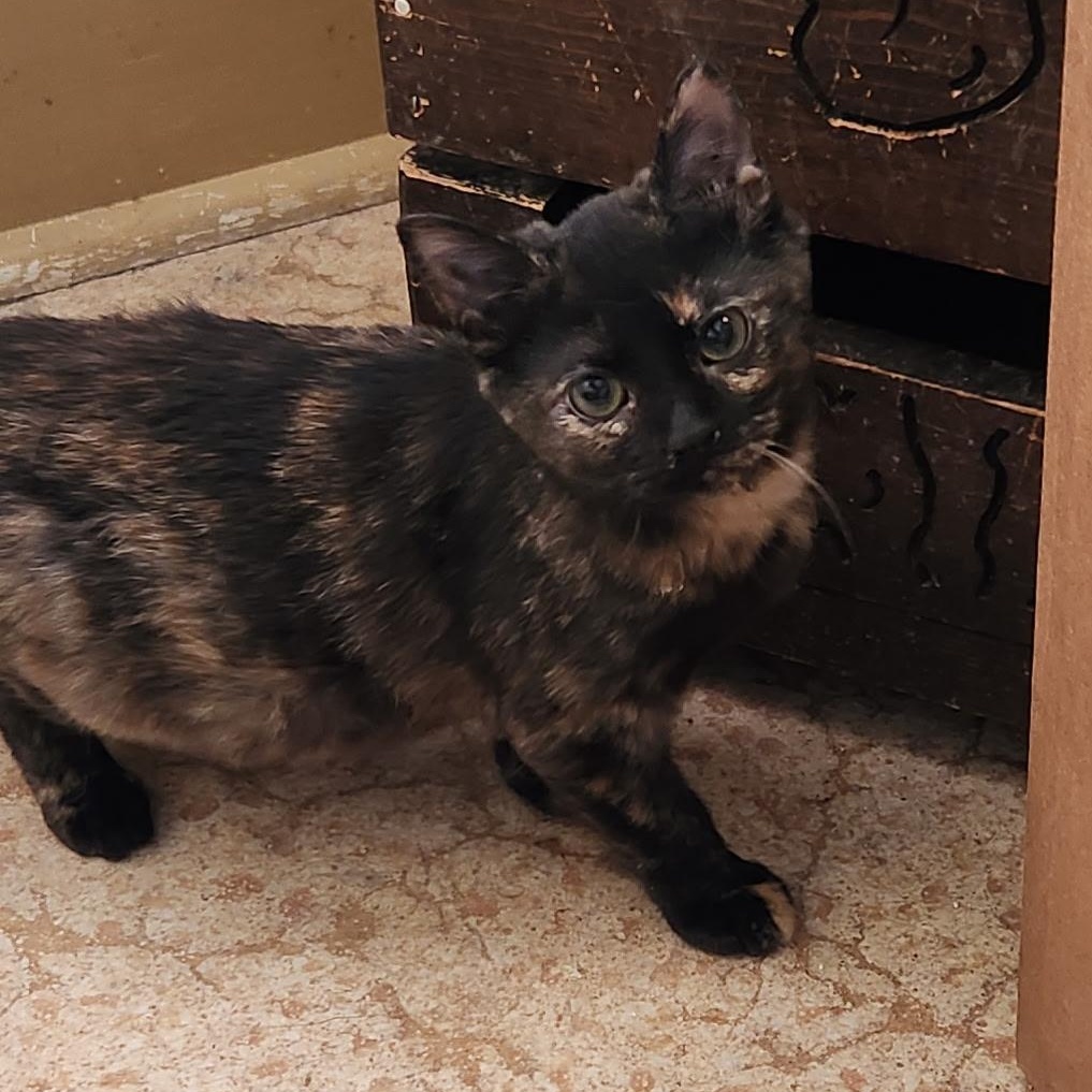 Lavender, an adoptable Tortoiseshell in Kirklin, IN image 4/5