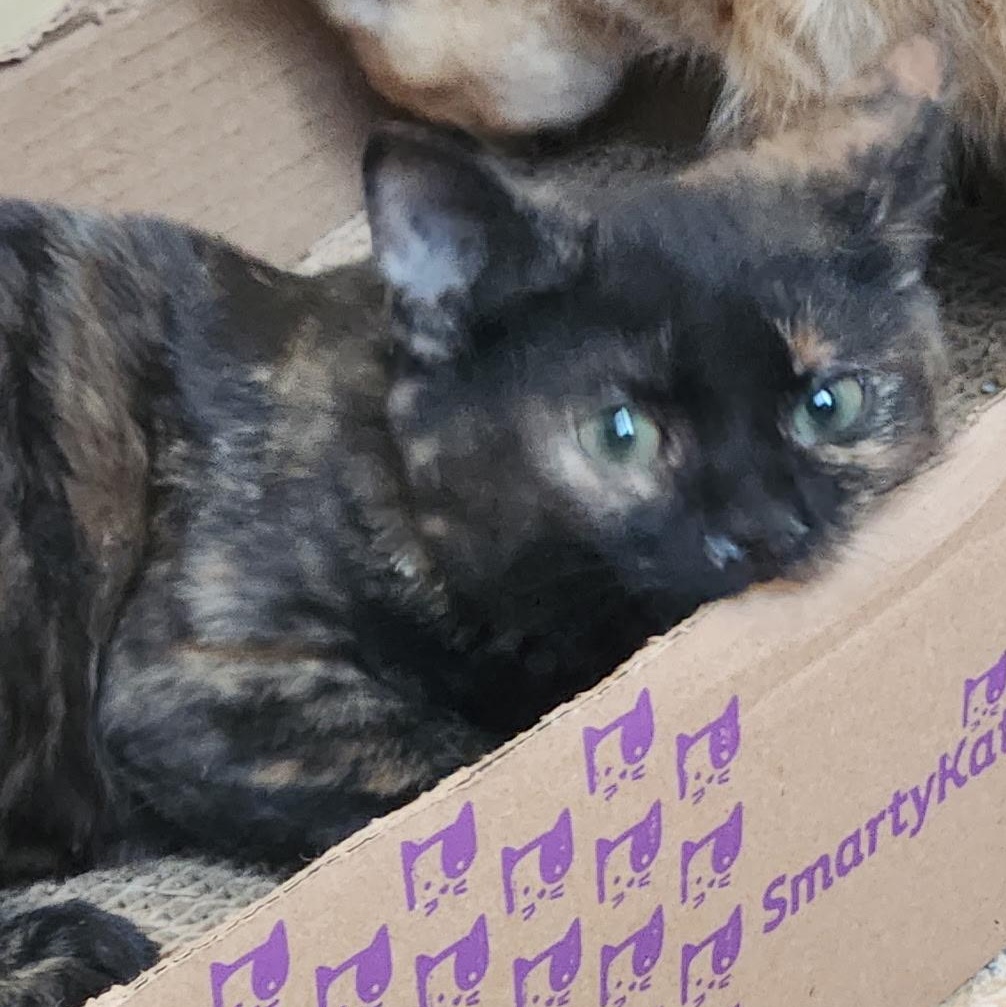 Lavender, an adoptable Tortoiseshell in Kirklin, IN image 5/5