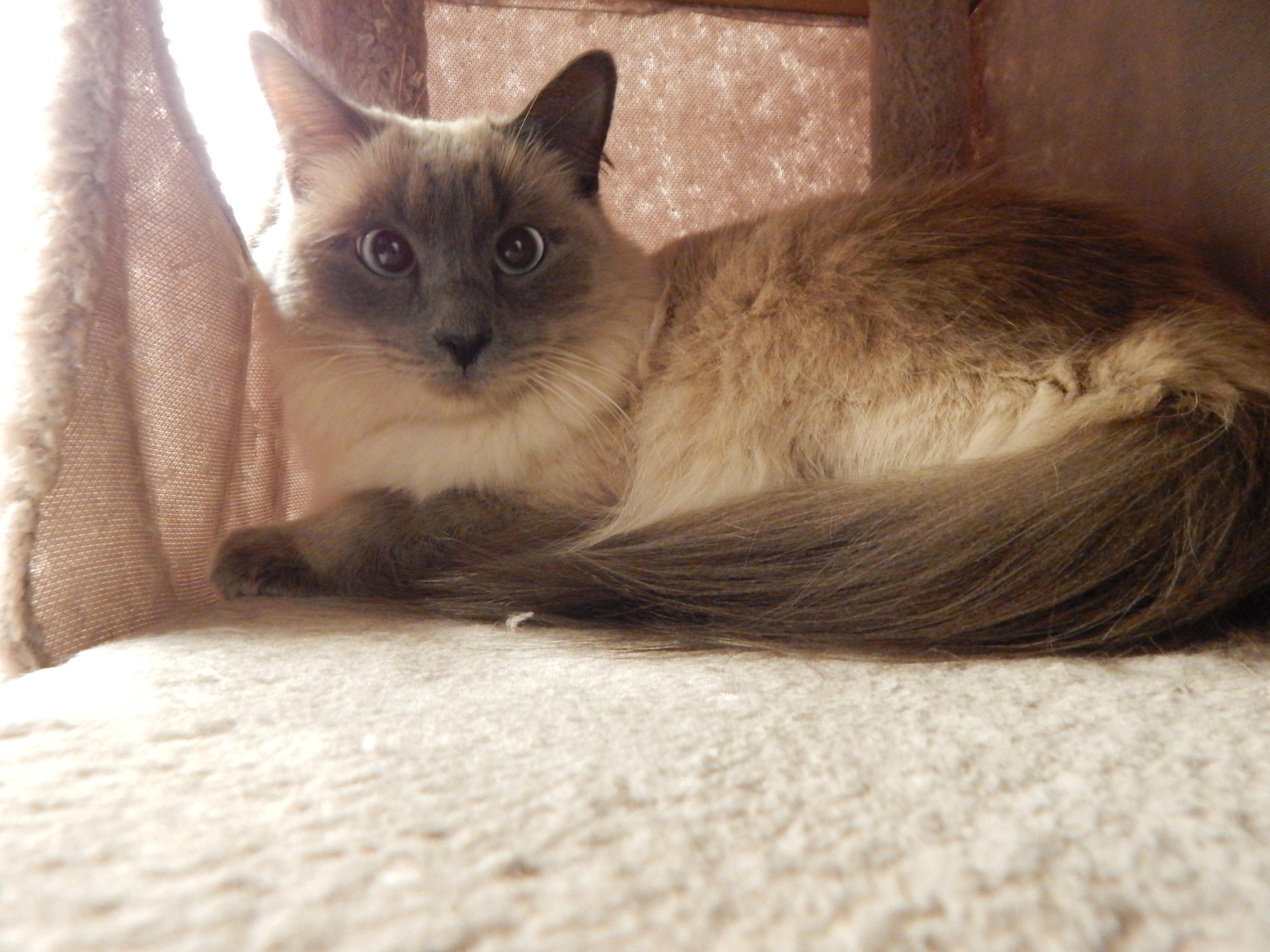 Jellybean