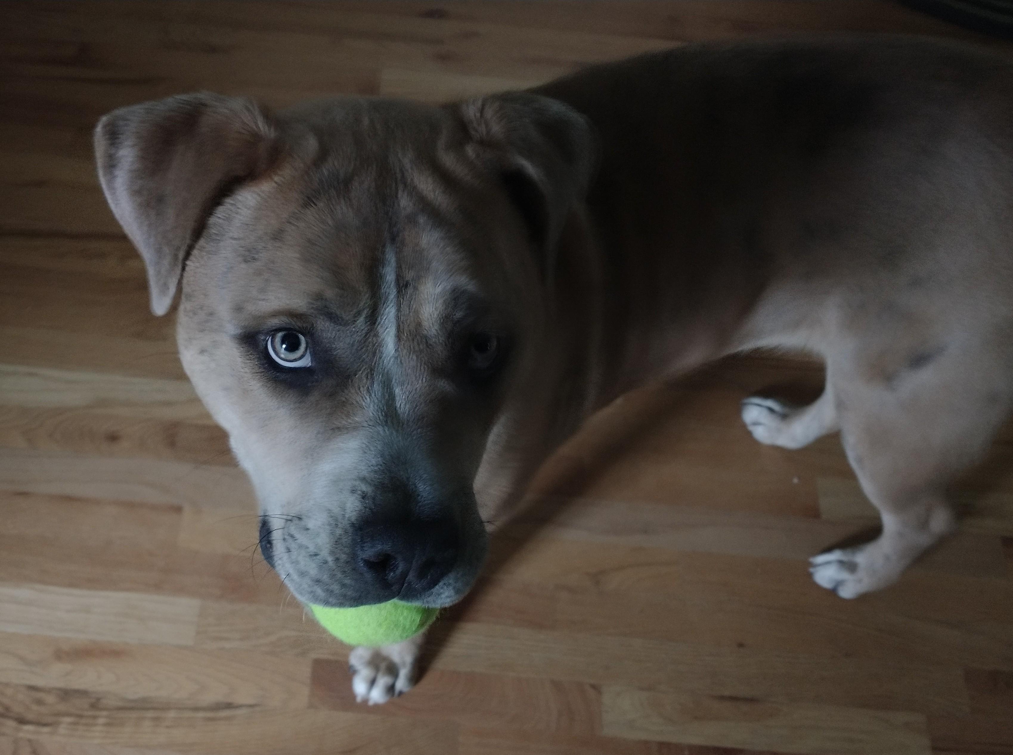 Hudson the Hunk, an adoptable Mastiff in Colusa, CA, 95932 | Photo Image 5