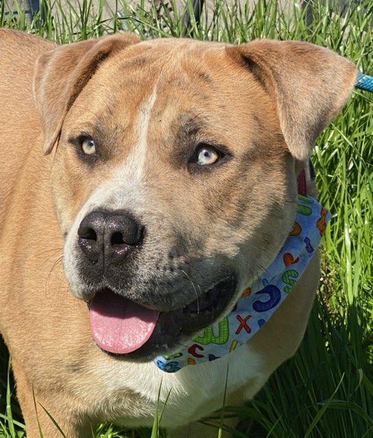 Hudson, a Adoptable mixed breed in Colusa, CA image 4/6