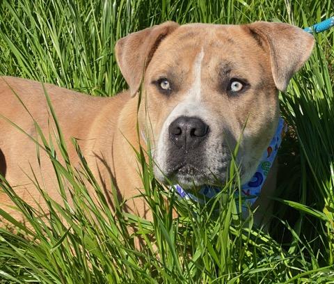 Hudson the Hunk, an adoptable Mastiff in Colusa, CA, 95932 | Photo Image 4