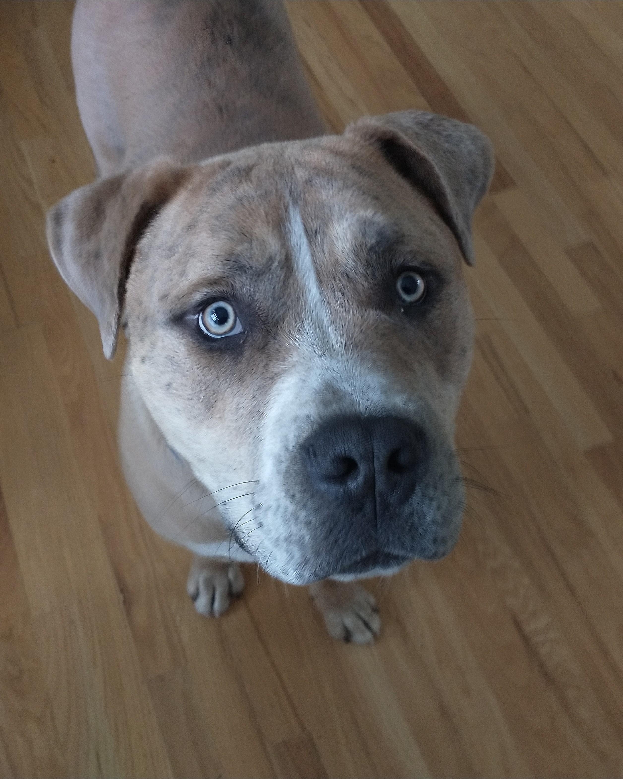 Hudson the Hunk, an adoptable Mastiff in Colusa, CA, 95932 | Photo Image 2