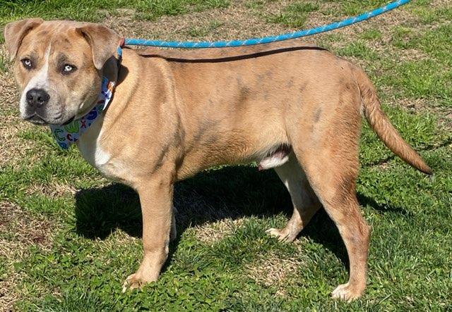 Hudson, a Adoptable mixed breed in Colusa, CA image 3/6