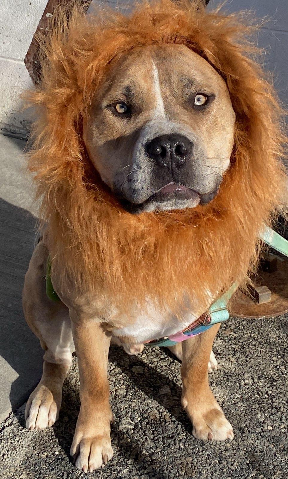 Hudson, Adoptable, Adult Male American Staffordshire Terrier & Bullmastiff.