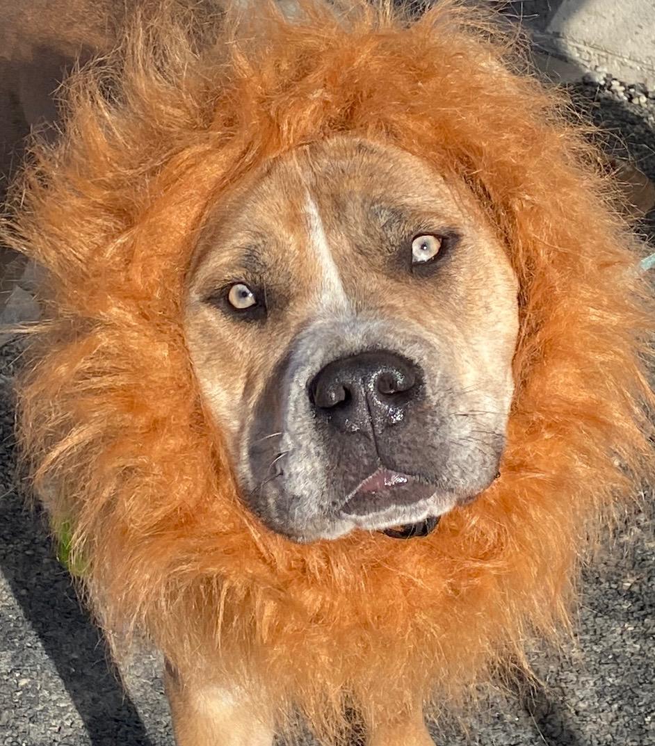 Hudson, a Adoptable mixed breed in Colusa, CA image 2/6