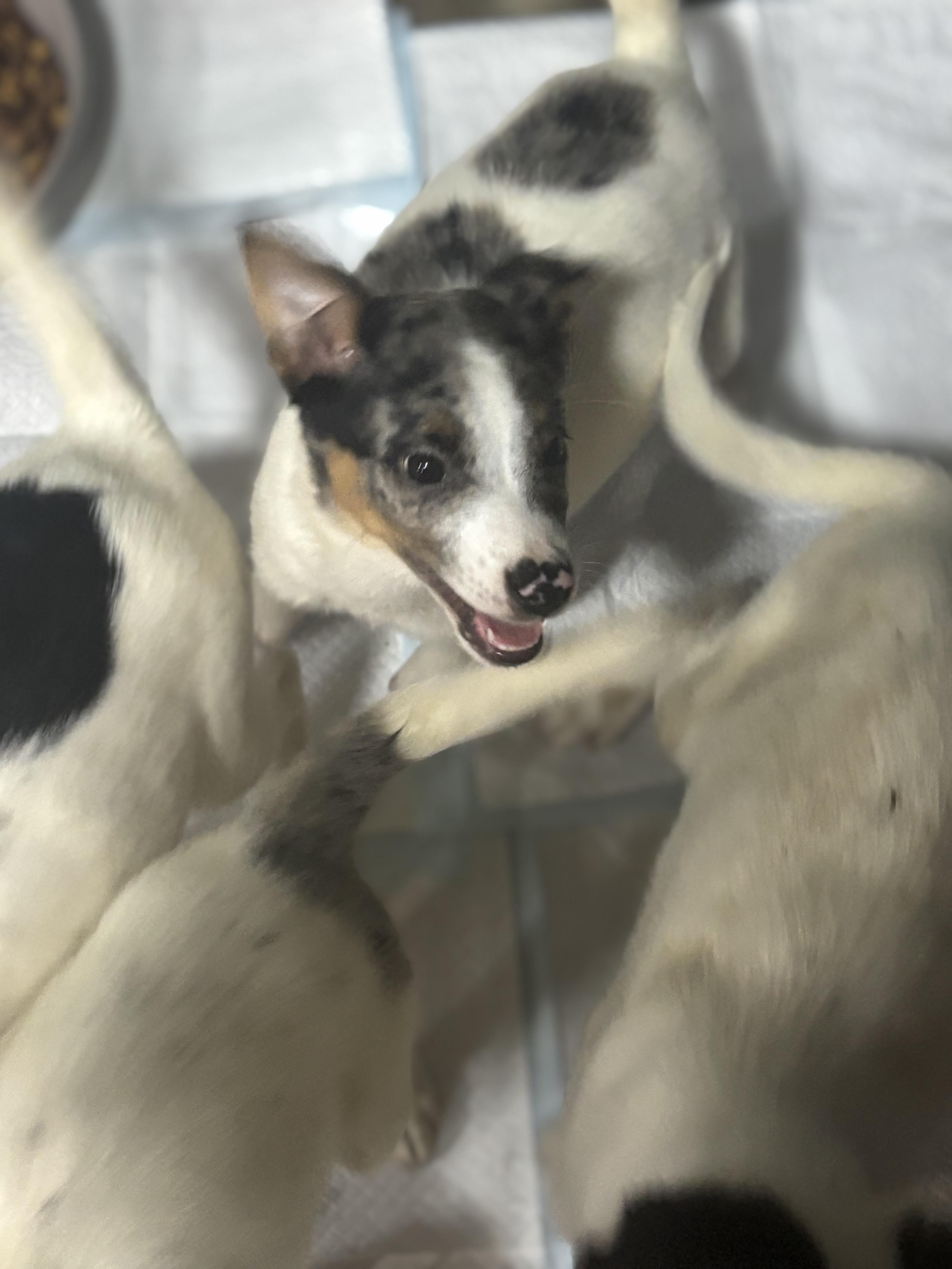 Enlarge Louie, a Adopted mixed breed in Walker, IA image 1/4