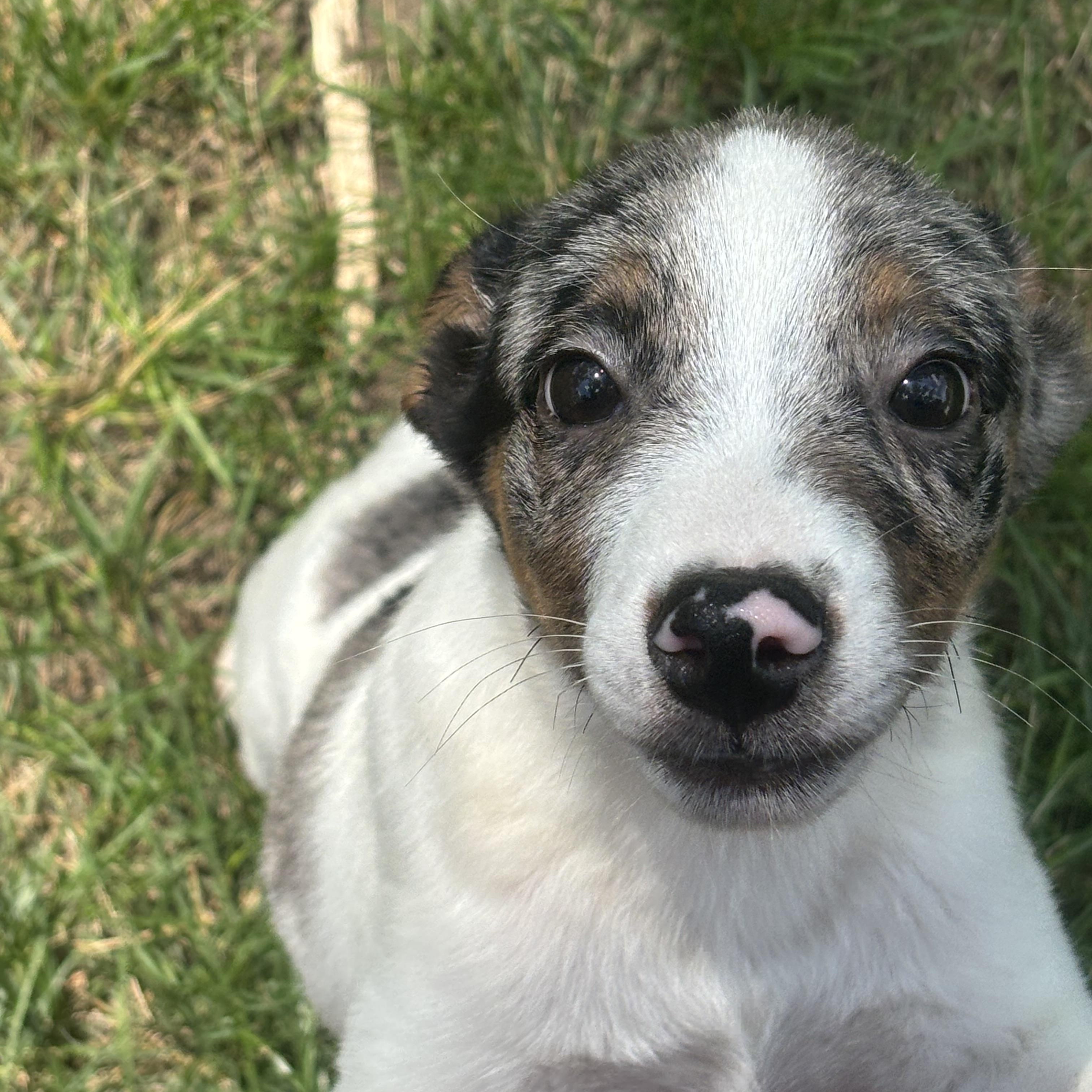 Enlarge Louie, a Adopted mixed breed in Walker, IA image 3/4