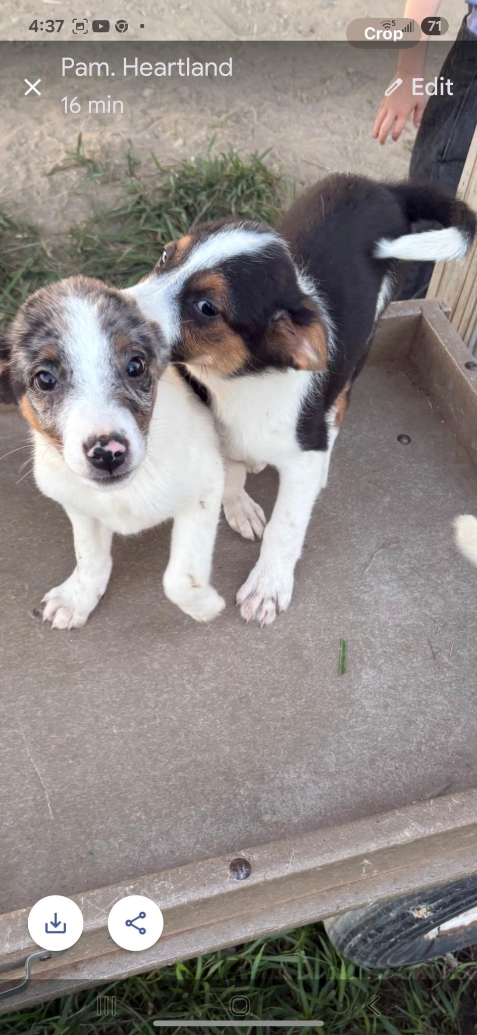 Enlarge Louie, a Adopted mixed breed in Walker, IA image 4/4