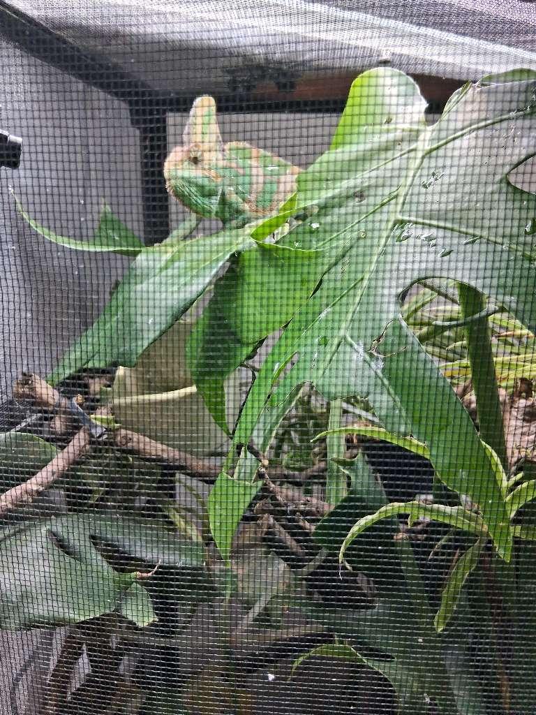Enlarge George, a ADOPTABLE Chameleon in Sacramento, CA image 3/3