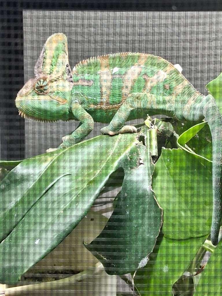 George, ADOPTABLE, Young Male Chameleon.