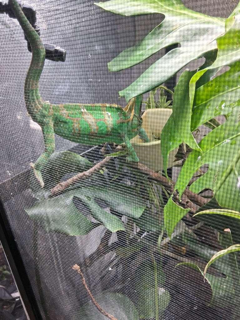 Enlarge George, a ADOPTABLE Chameleon in Sacramento, CA image 2/3