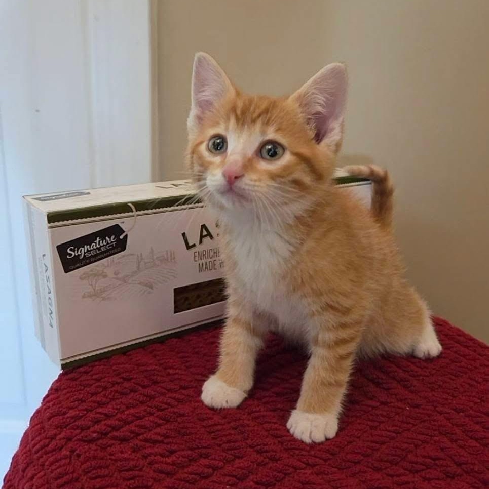 Arbuckle, adopted, Kitten Male Domestic Short Hair.