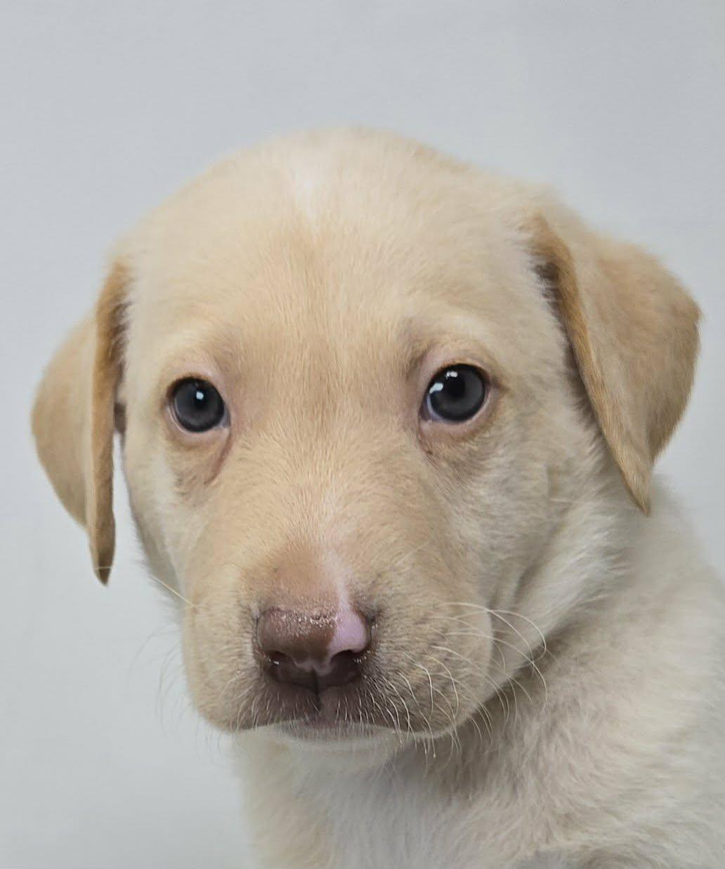Noble, Adoptable, Puppy Male Labrador Retriever & Australian Shepherd.