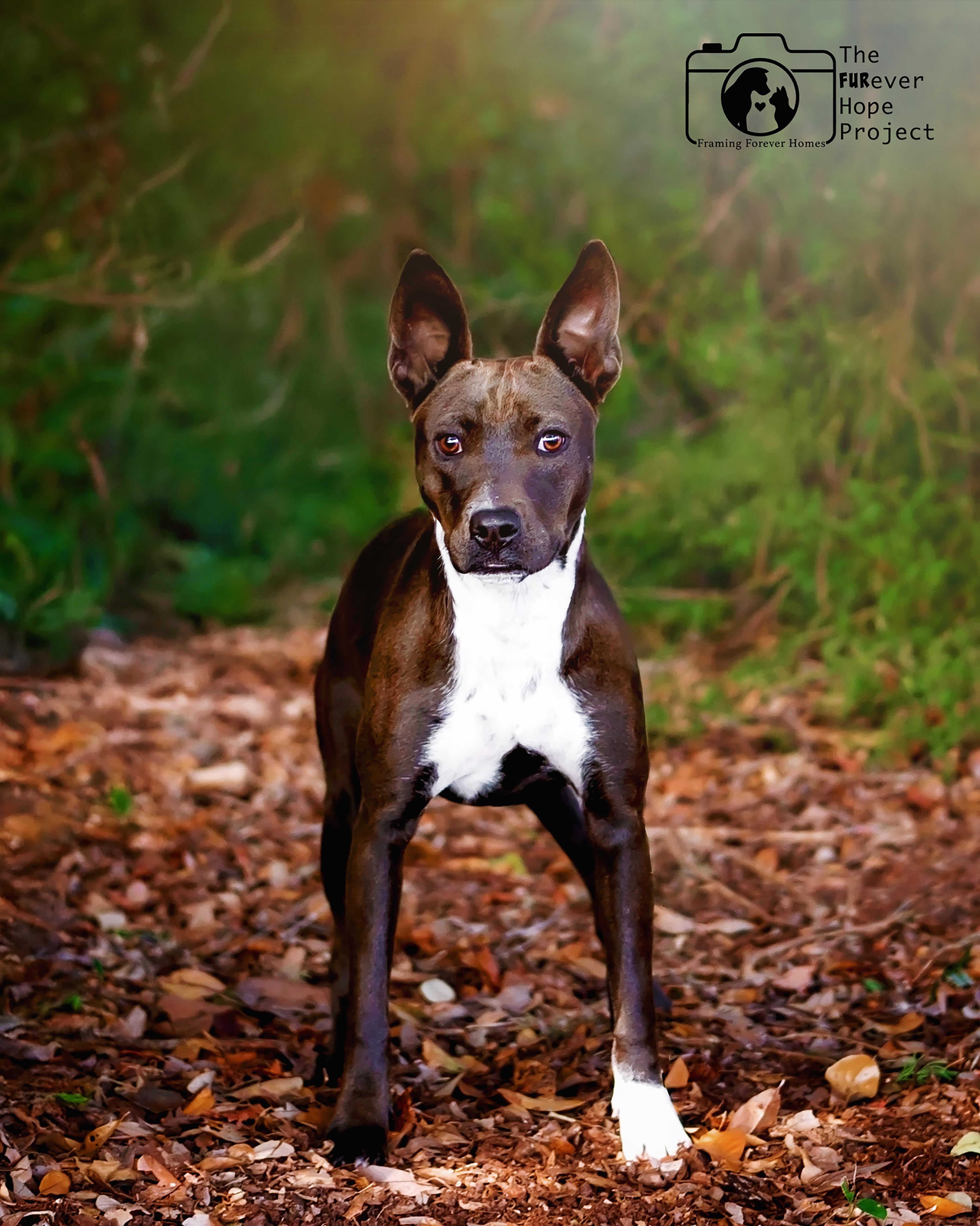 Aurora, Adoptable, Young Female Labrador Retriever & American Staffordshire Terrier.