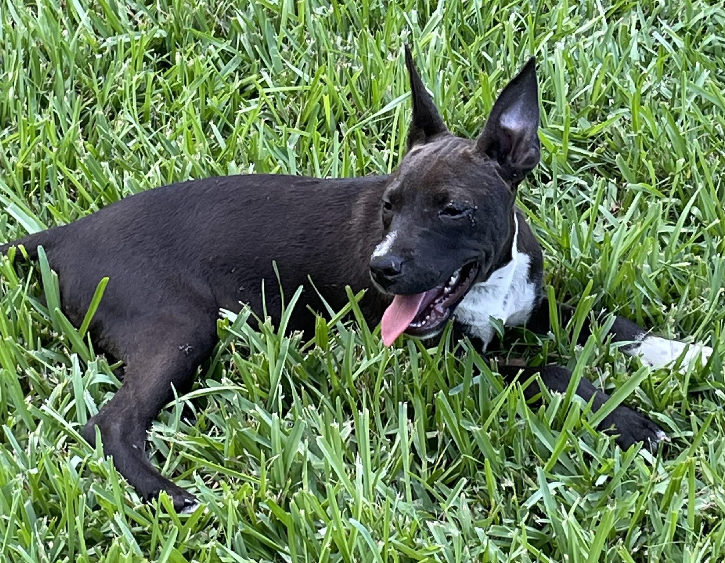 Enlarge Aurora, a Adoptable mixed breed in Saint Augustine, FL image 1/3