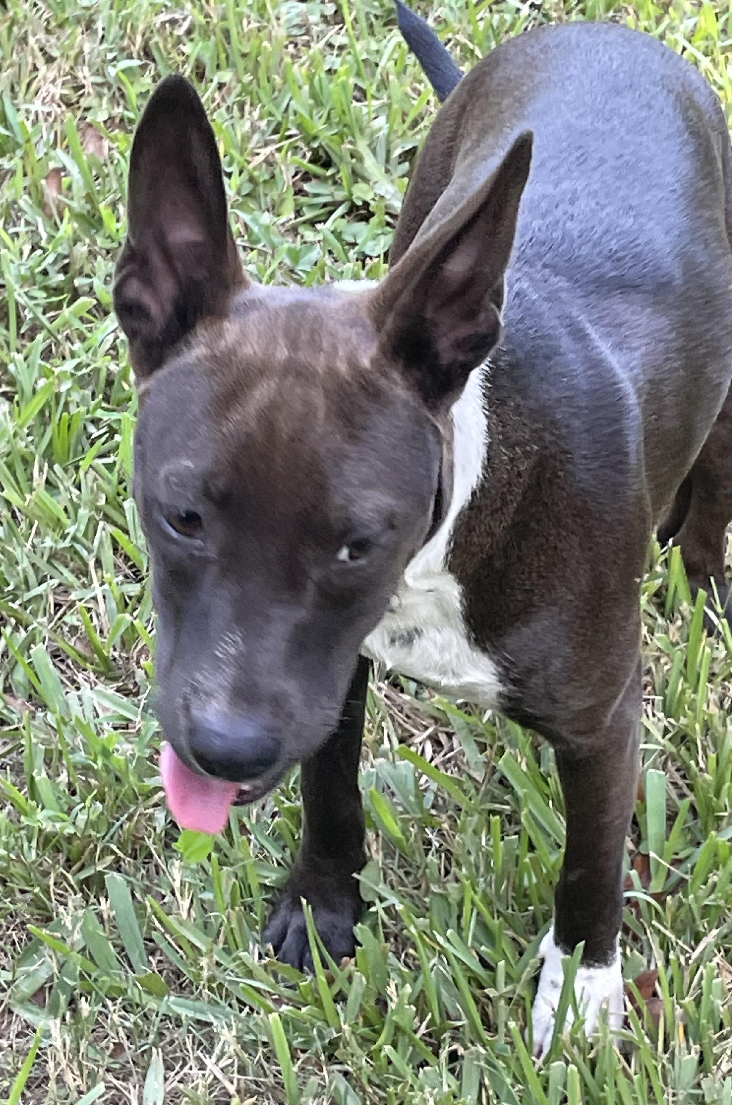 Enlarge Aurora, a Adoptable mixed breed in Saint Augustine, FL image 2/3