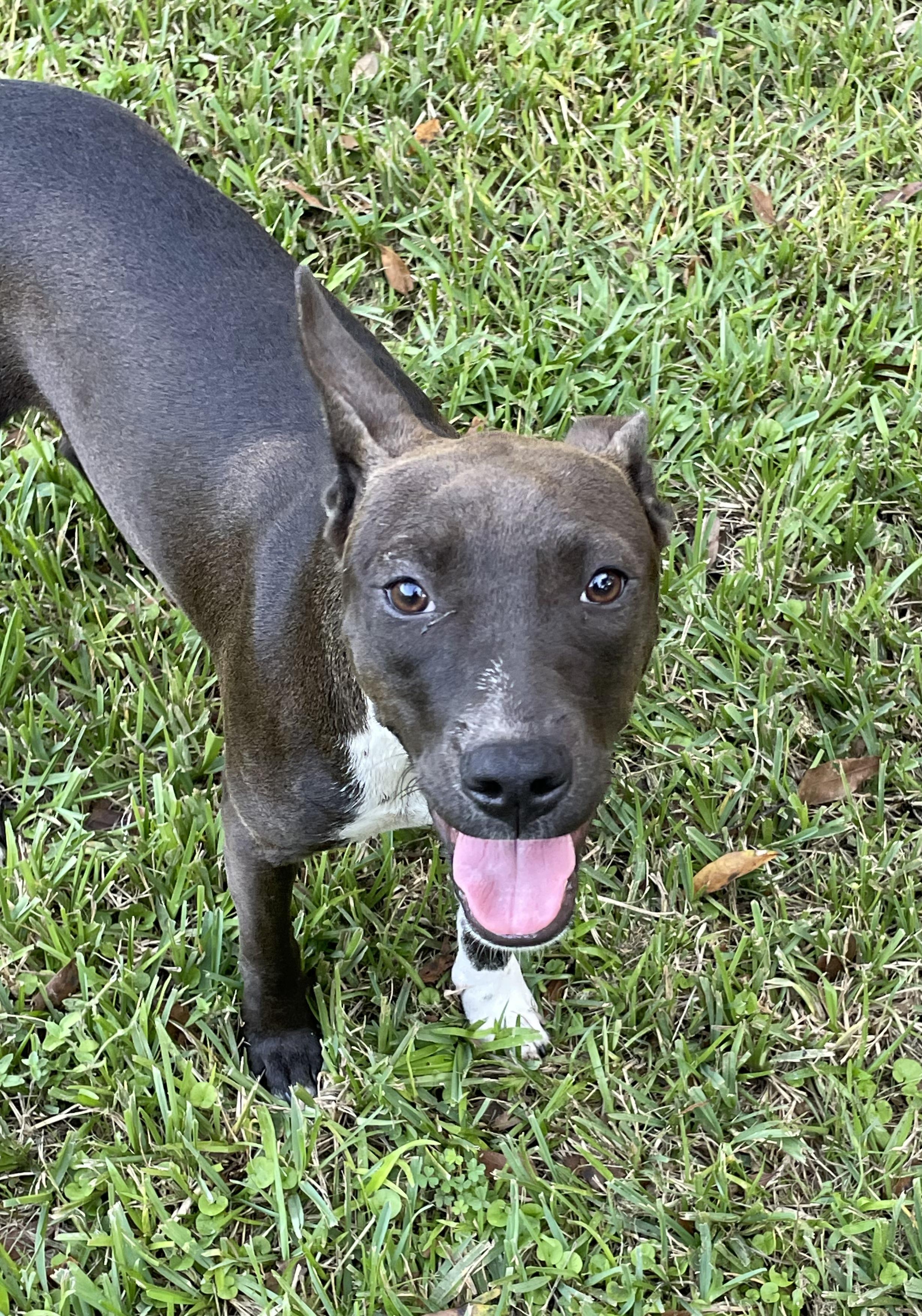 Enlarge Aurora, a Adoptable mixed breed in Saint Augustine, FL image 3/3