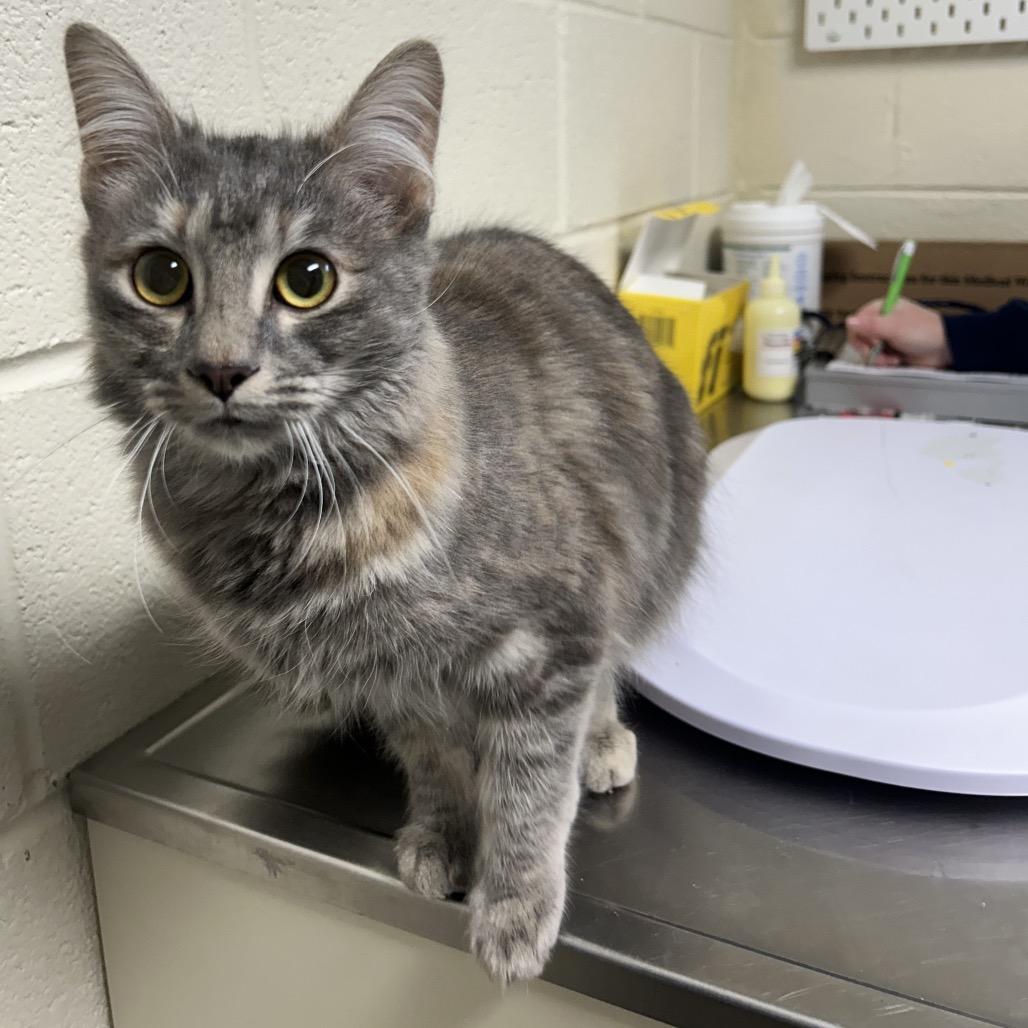 Enlarge Izzy, a Adoptable Domestic Medium Hair in Roxboro, NC image 1/2