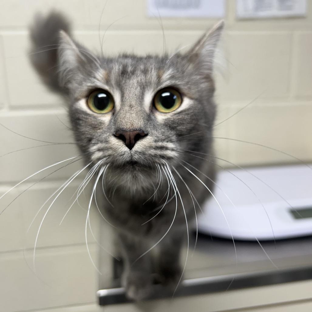 Enlarge Izzy, a Adoptable Domestic Medium Hair in Roxboro, NC image 2/2