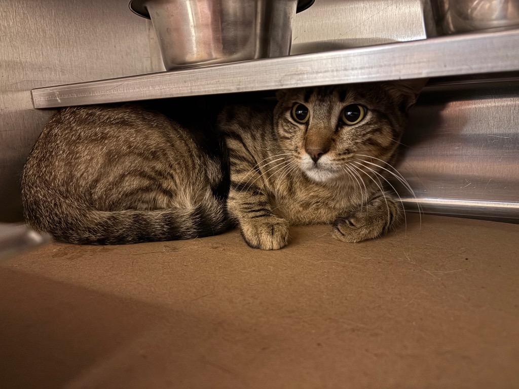 Toesty, Adoptable, Young Male Tabby.