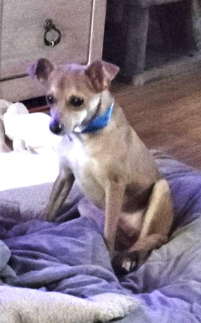 Enlarge Jerry, an adopted mixed breed in Weare, NH image 5/6