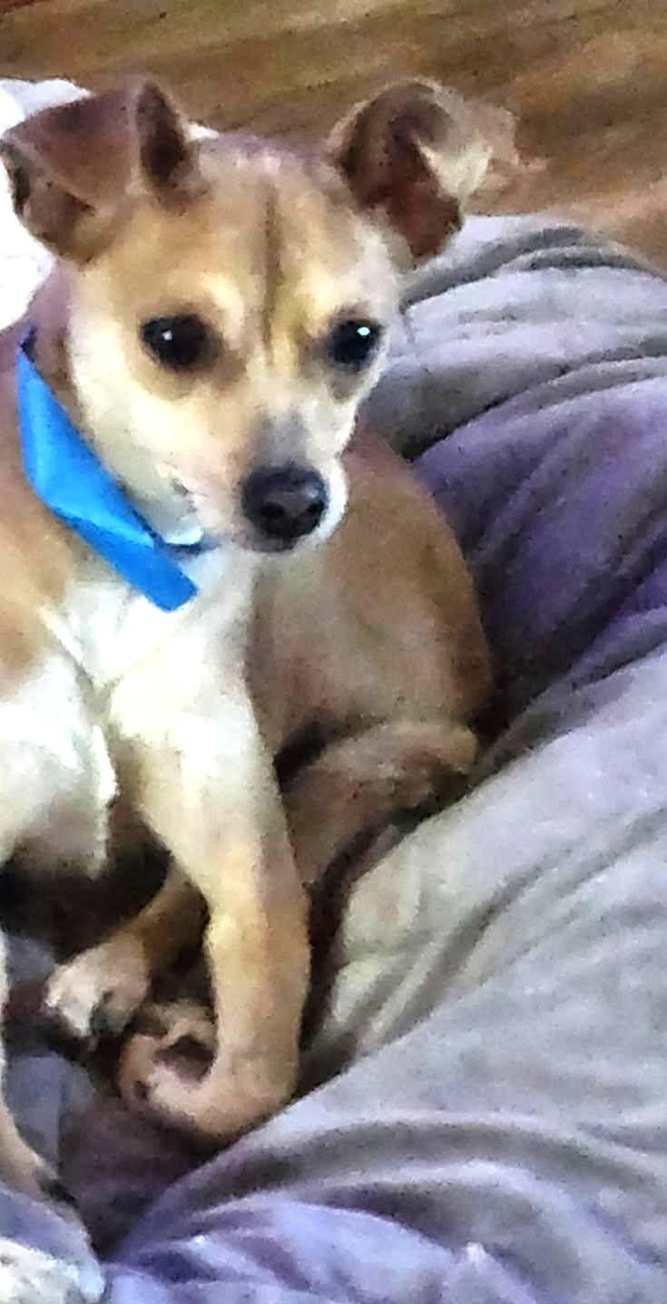 Enlarge Jerry, an adopted mixed breed in Weare, NH image 3/6