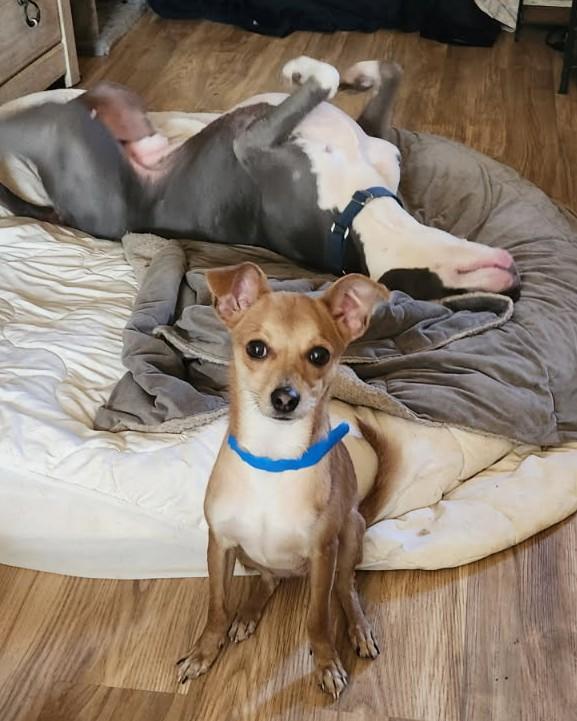 Enlarge Jerry, an adopted mixed breed in Weare, NH image 2/6