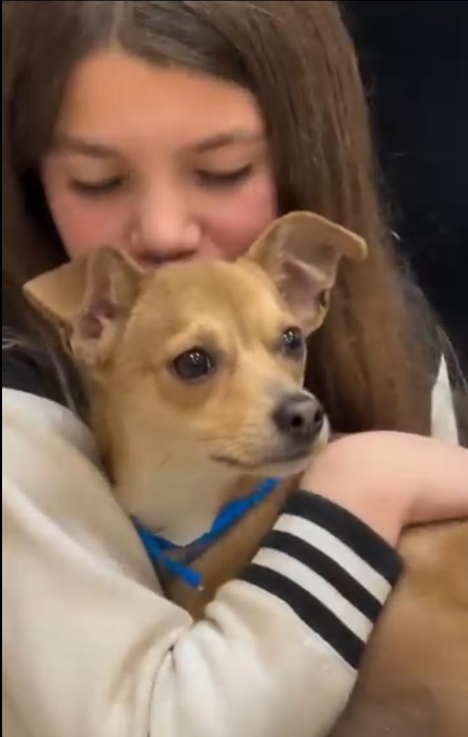 Jerry, adopted, Young Male Chihuahua & Rat Terrier.