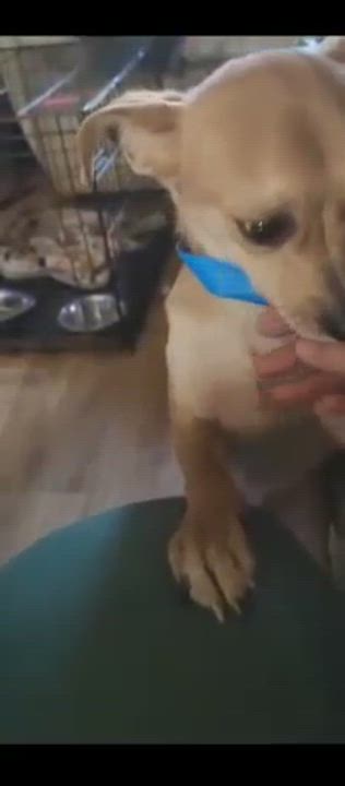 Enlarge Jerry, an adopted mixed breed in Weare, NH video 6/6