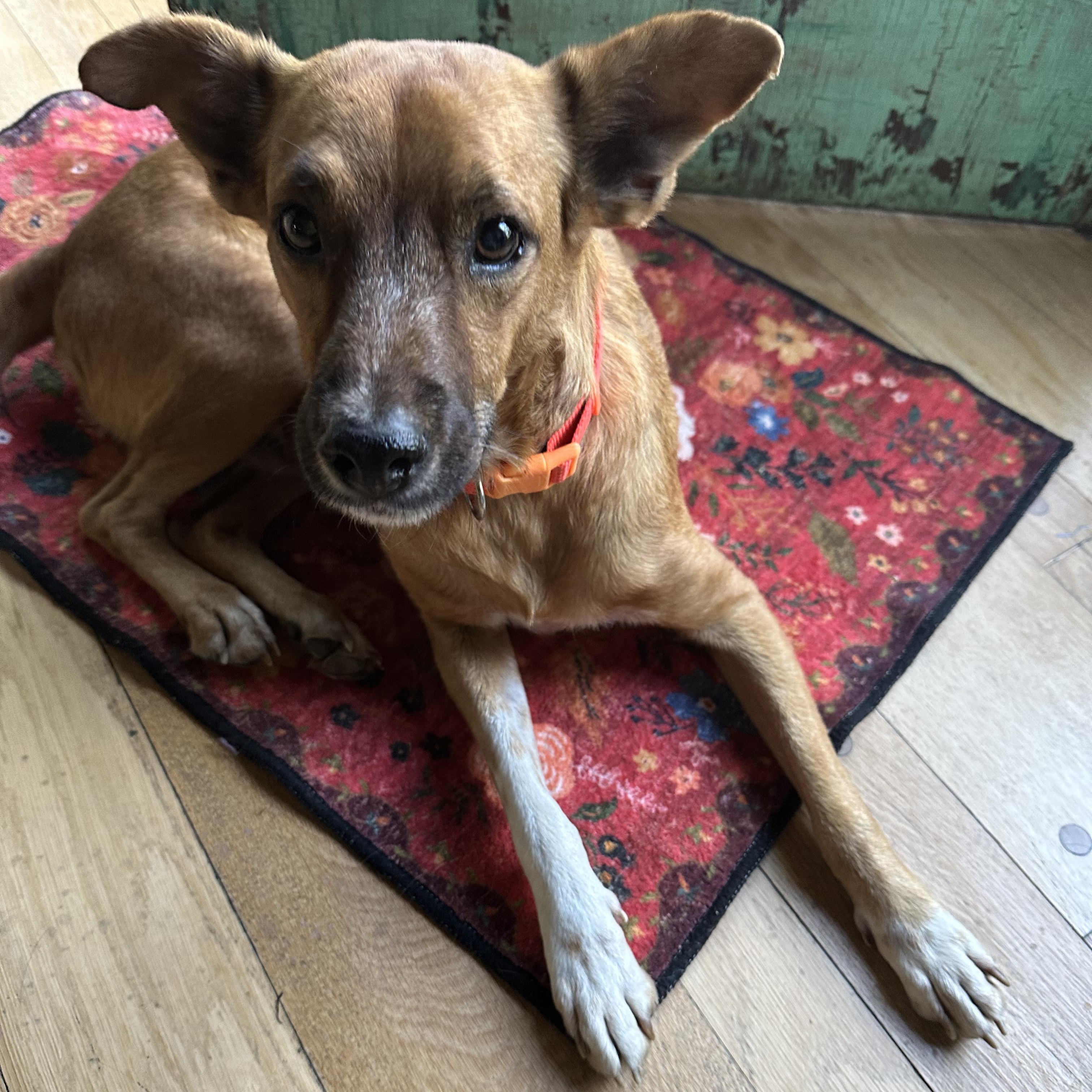 Enlarge Skipper, a Adoptable mixed breed in Brentwood, TN image 4/5