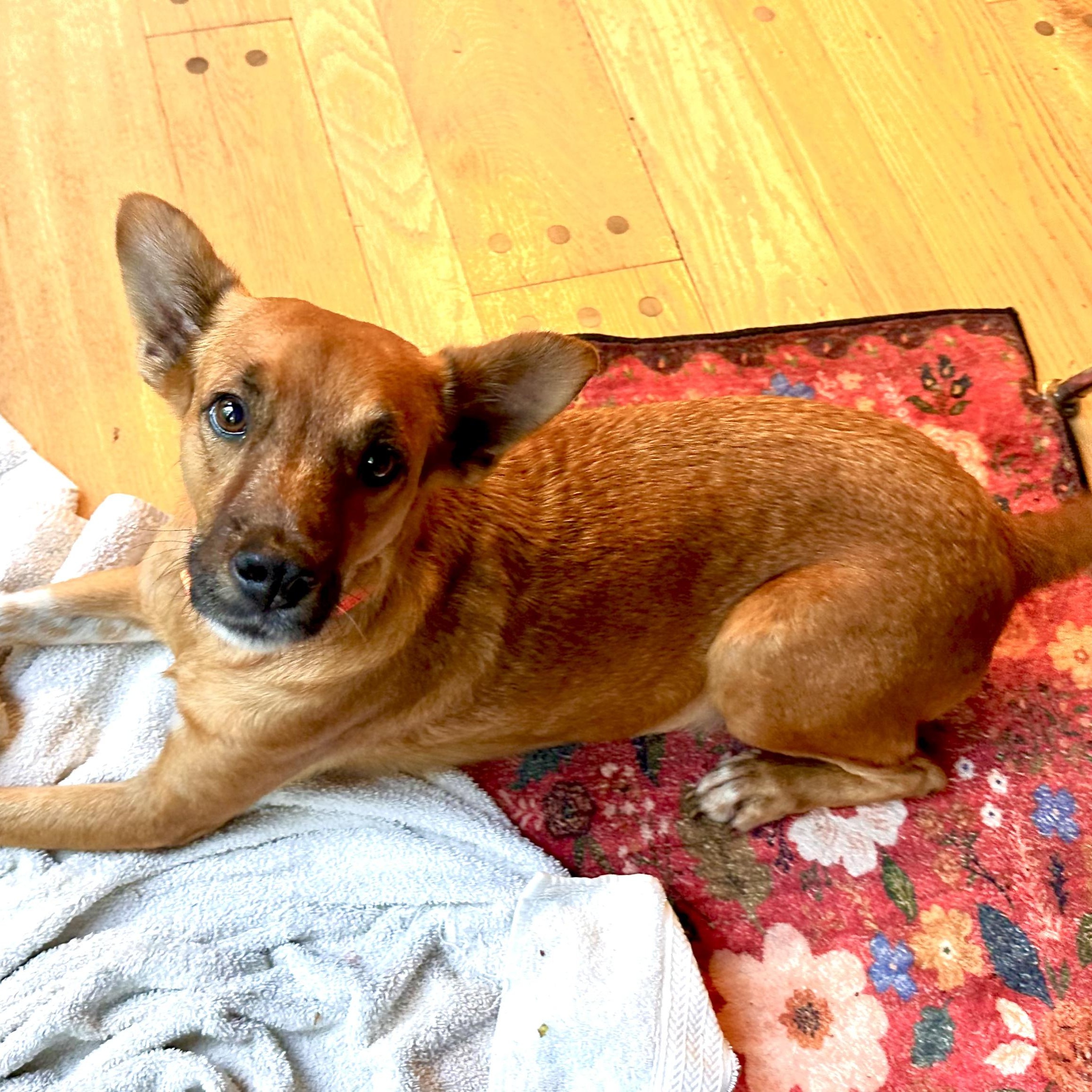 Enlarge Skipper, a Adoptable mixed breed in Brentwood, TN image 2/5