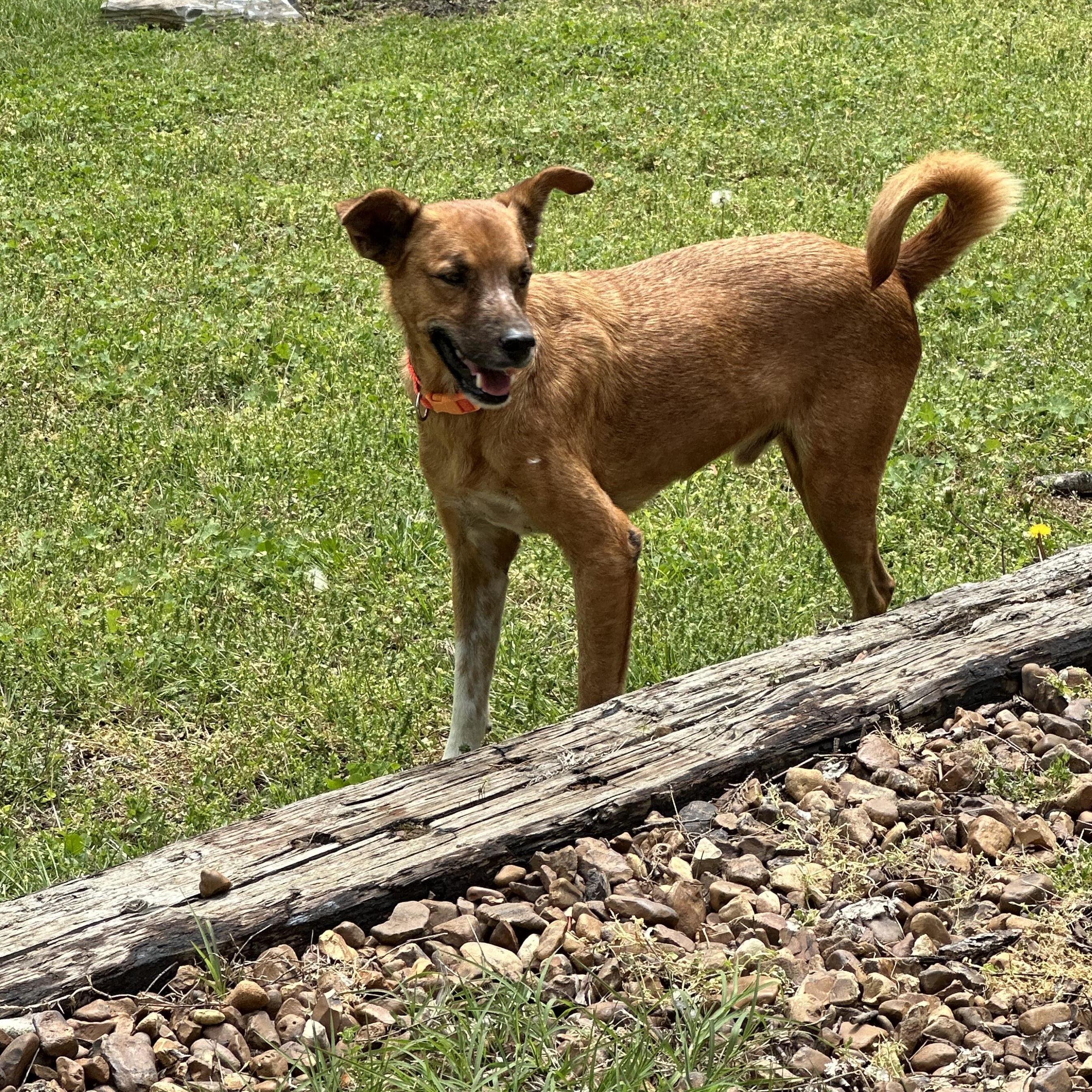 Enlarge Skipper, a Adoptable mixed breed in Brentwood, TN image 5/5