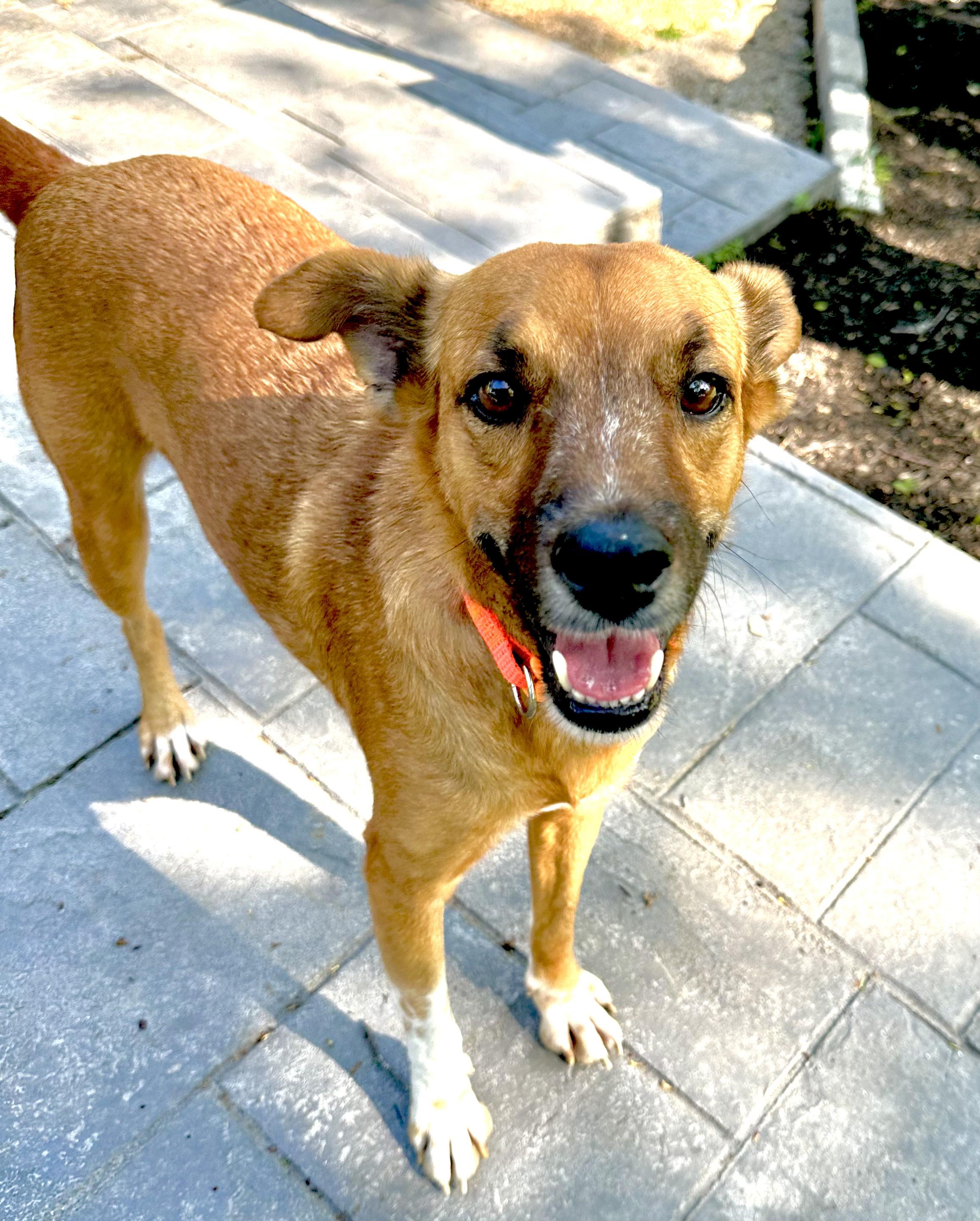 Enlarge Skipper, a Adoptable mixed breed in Brentwood, TN image 1/5